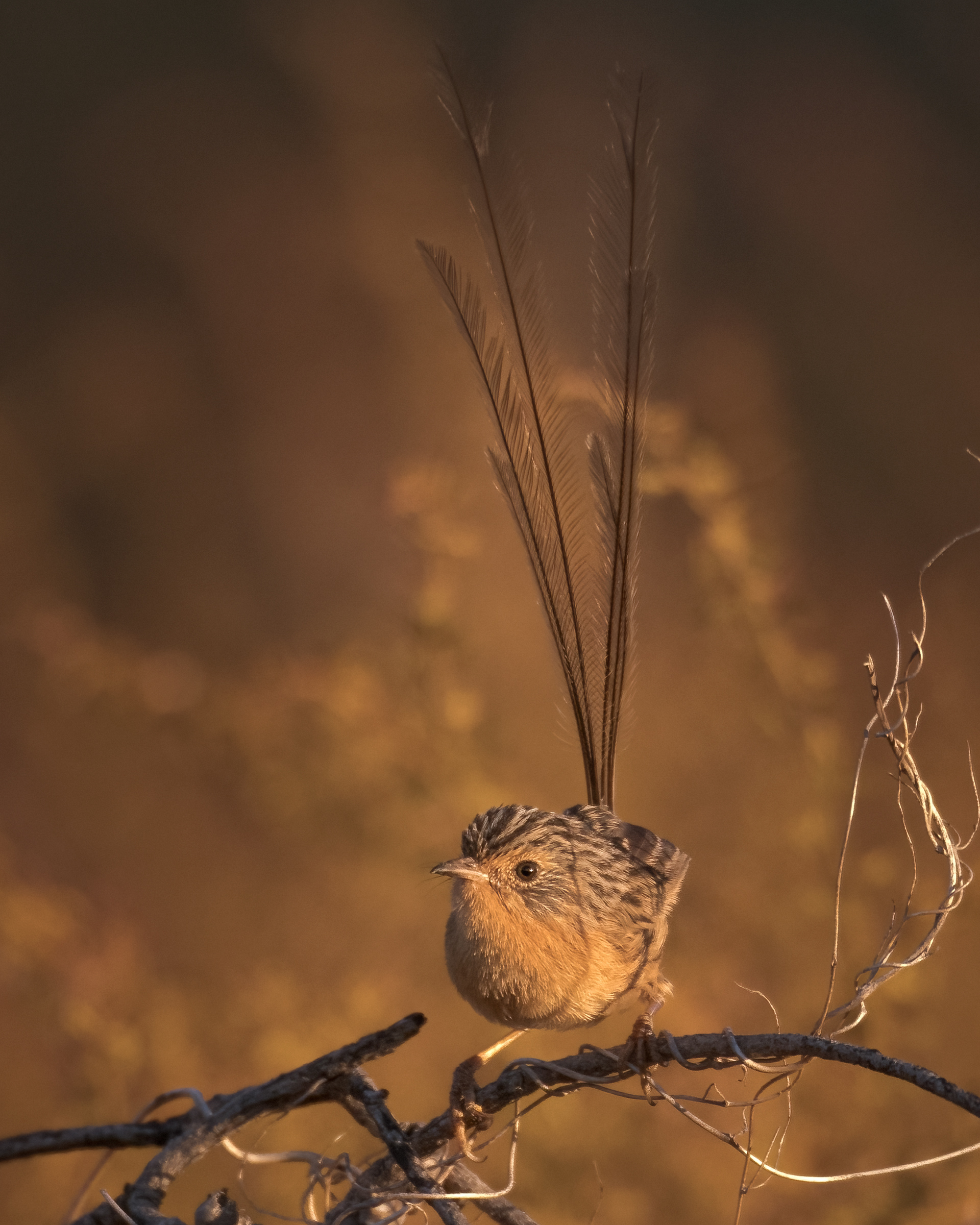 Southern Emuwren