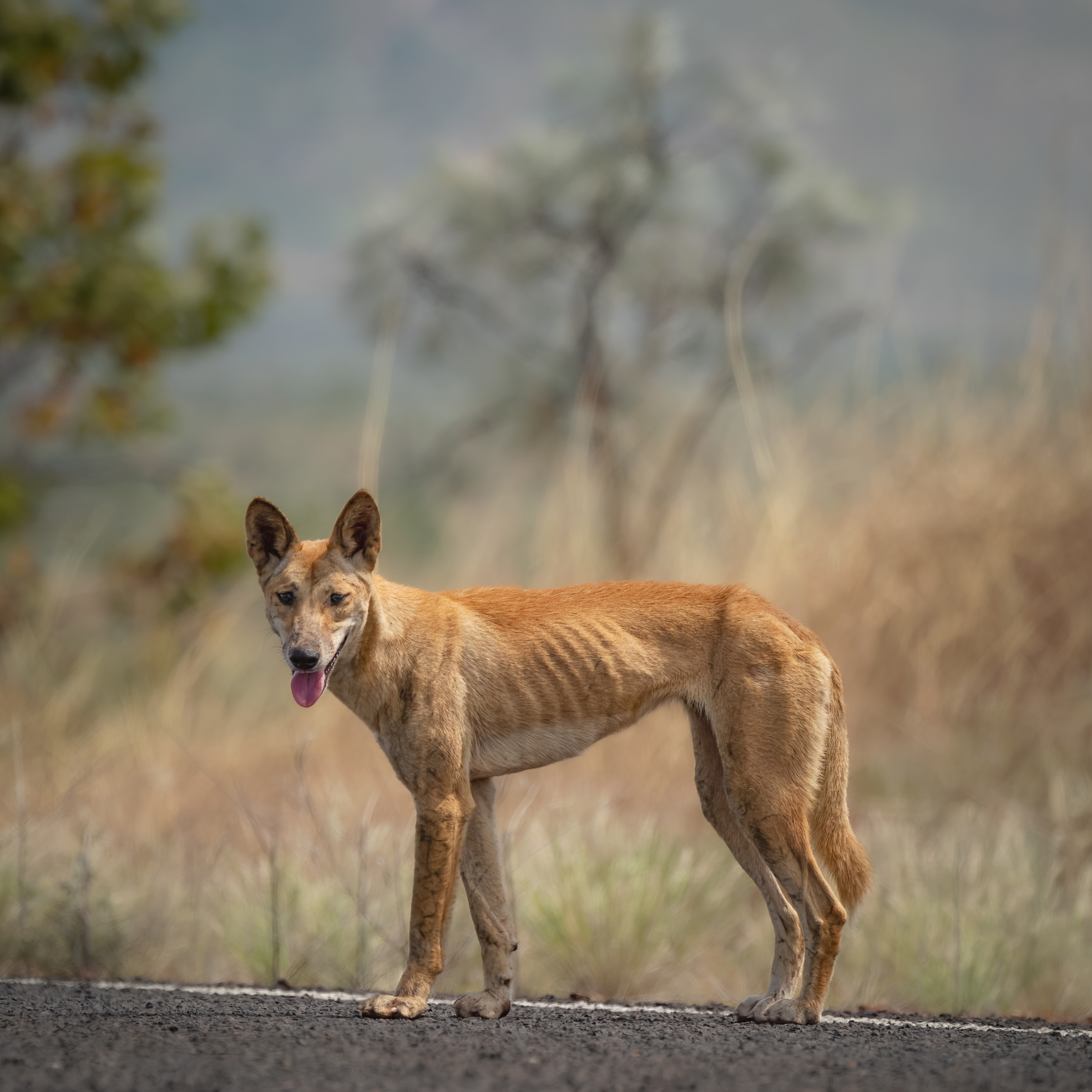 Kimberley Dingo