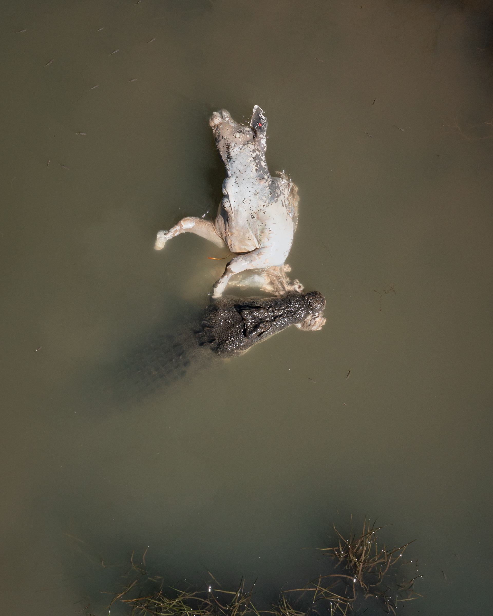 King Of The Kimberley