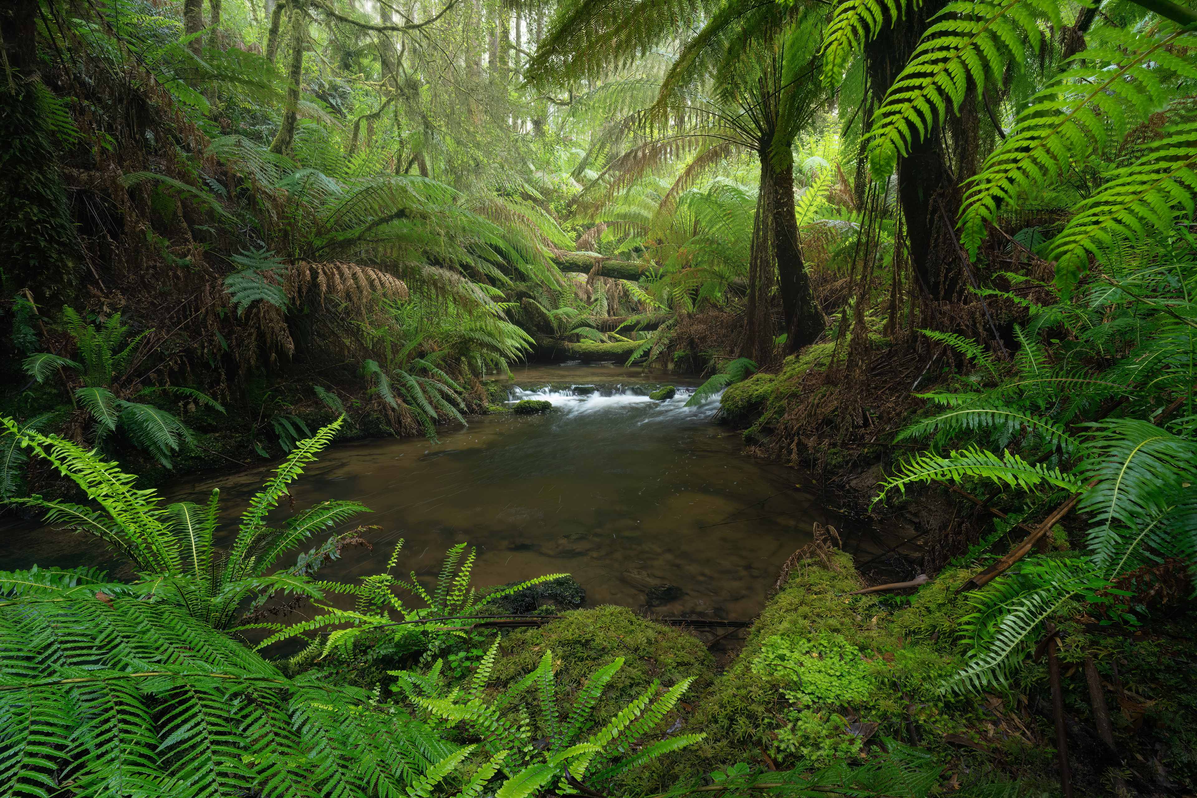 Dappeler Creek, The Otways