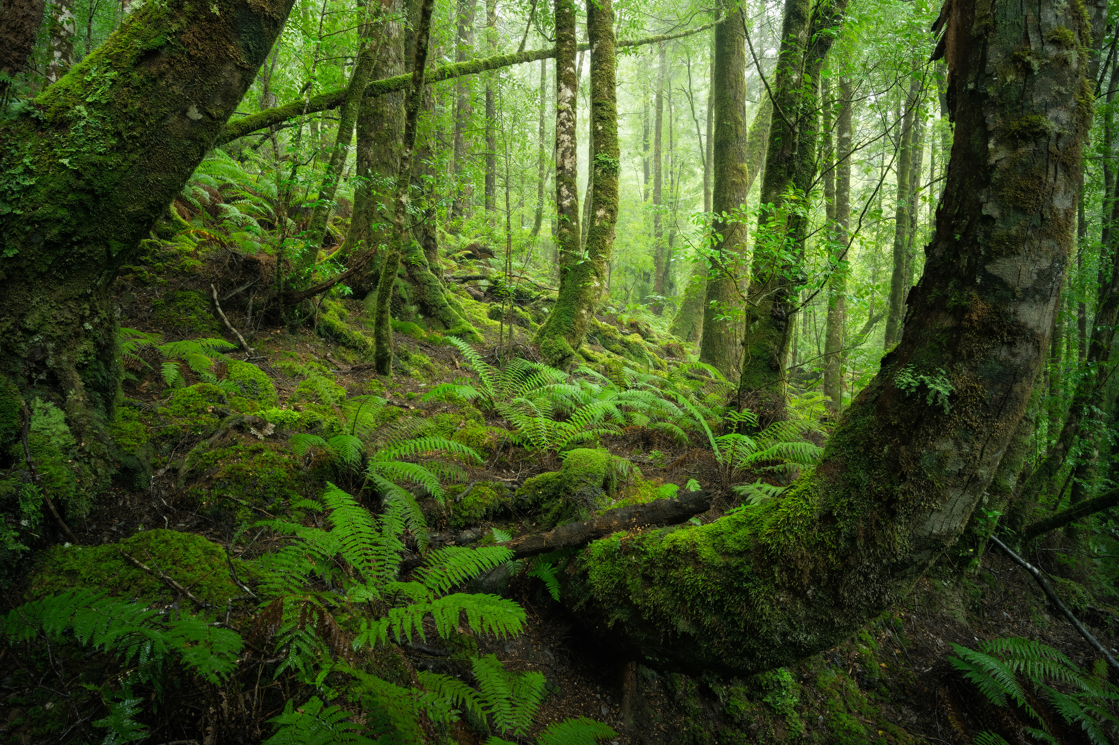 Tarkine Forest (2:3)