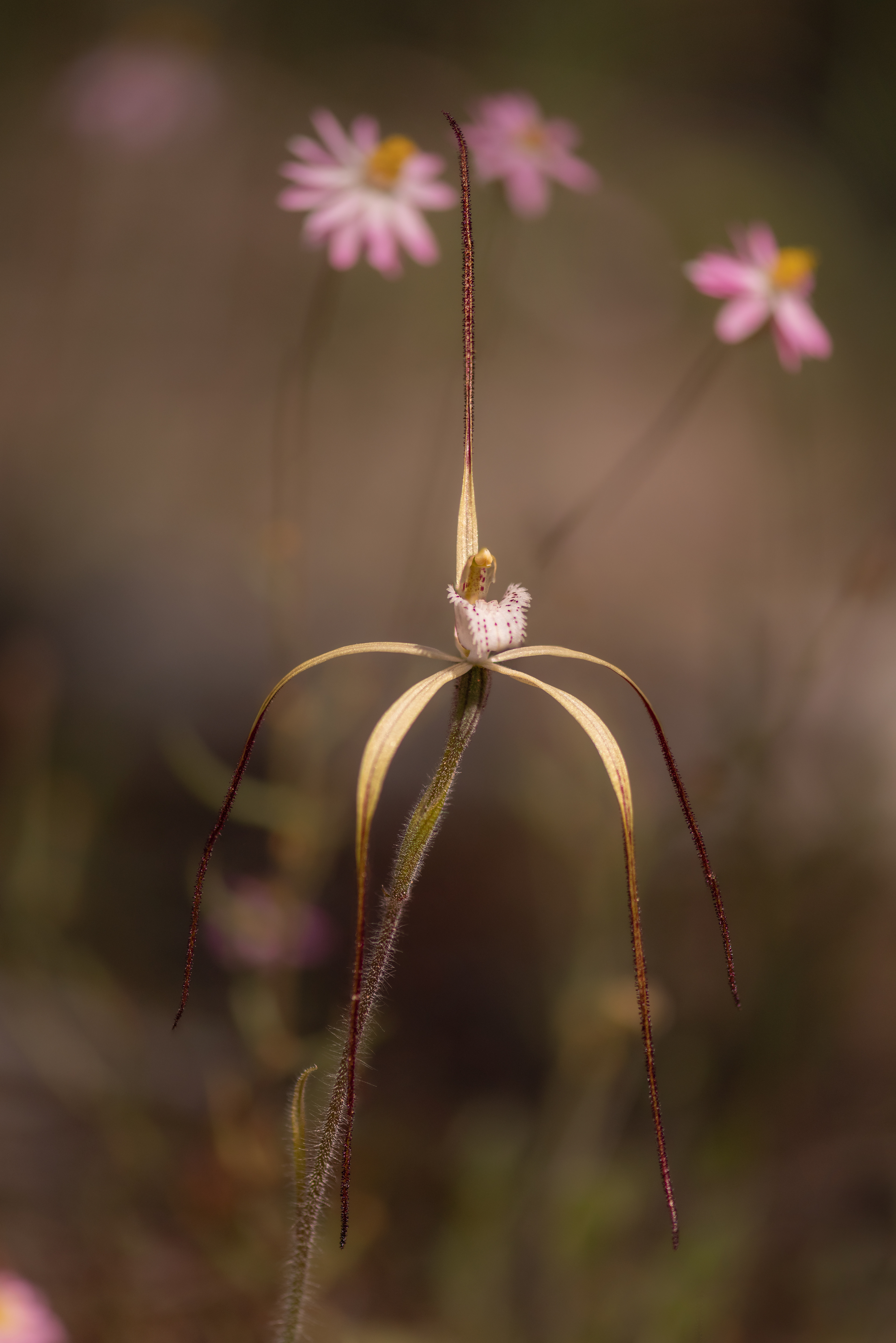 Yellow Spider Orchid & Everlastings