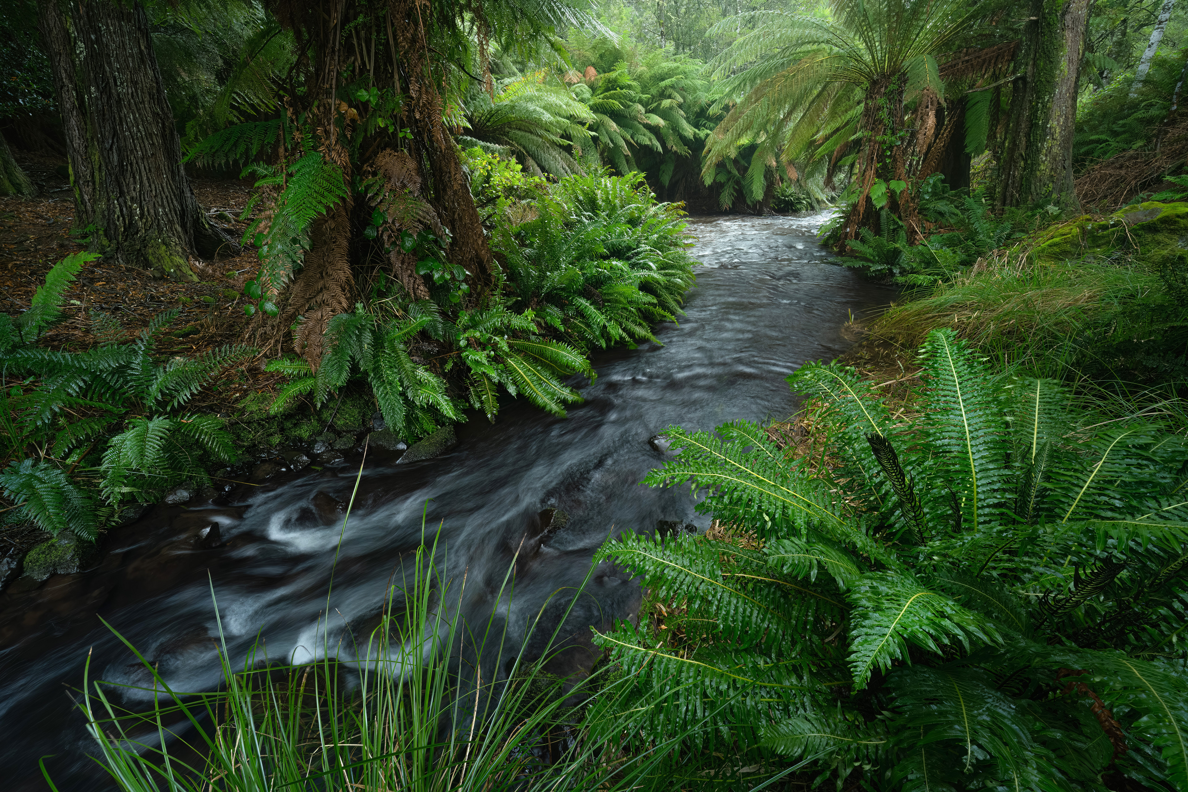 Fern Gully (2:3)