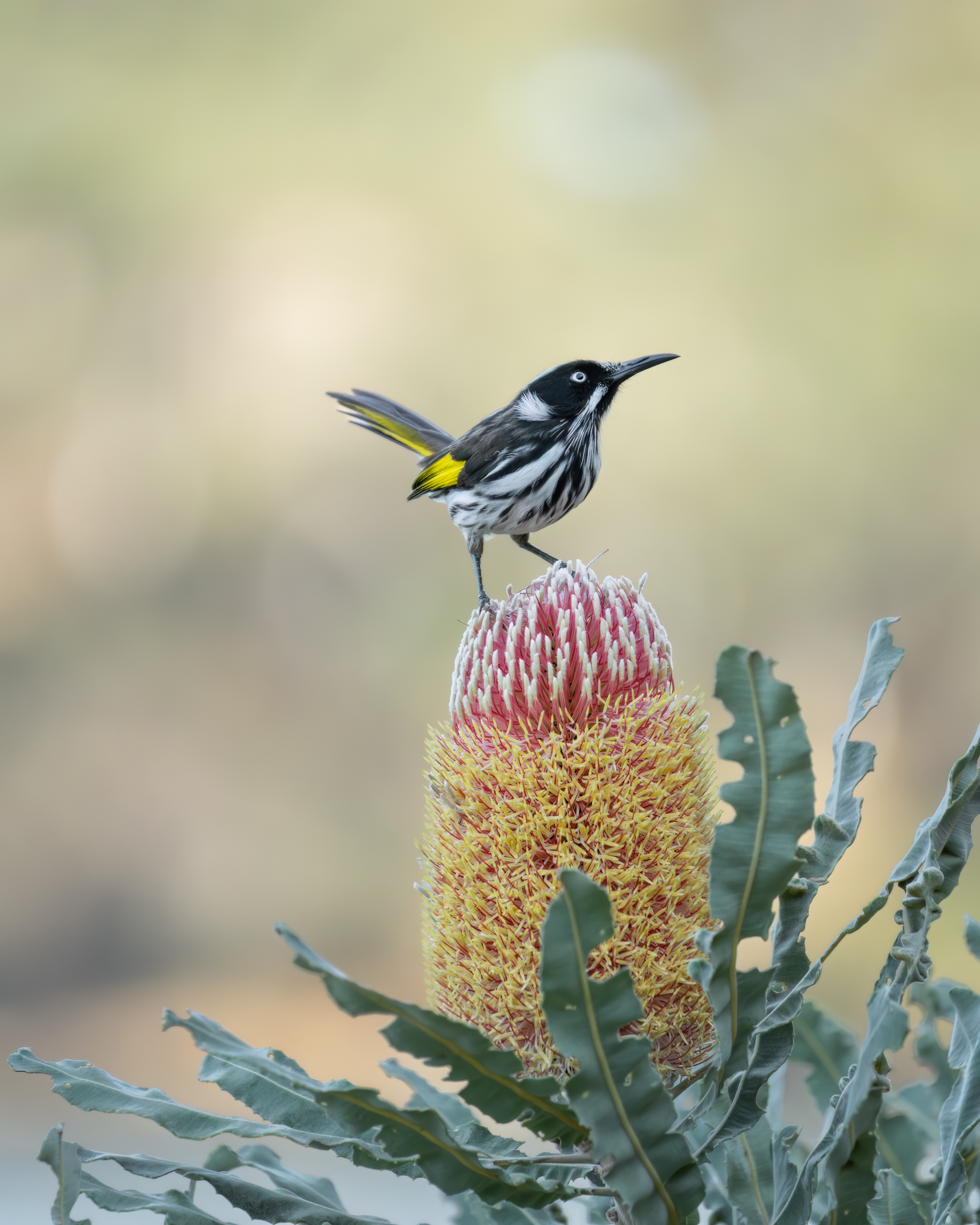 New Holland Honeyeater