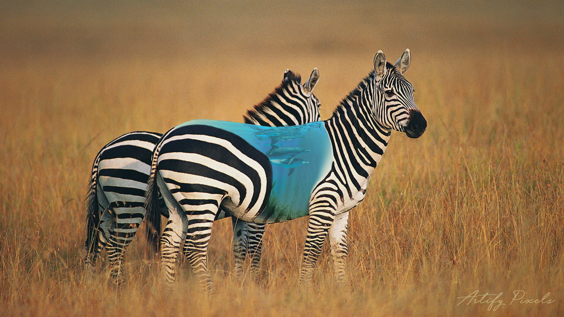 ᴡᴀᴛᴇʀ ᴢᴇʙʀᴀ 🦓