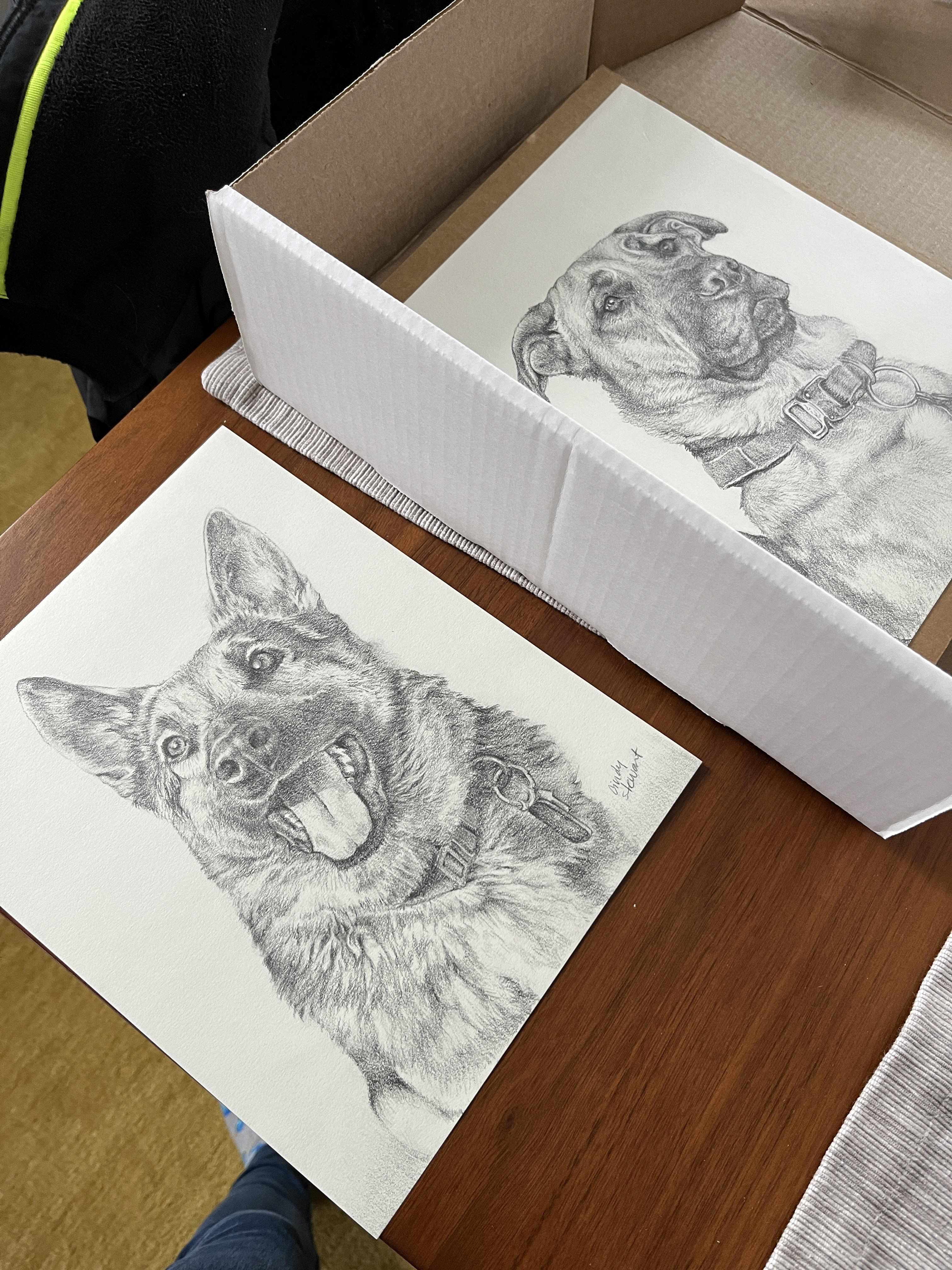 Doggy siblings ready to ship