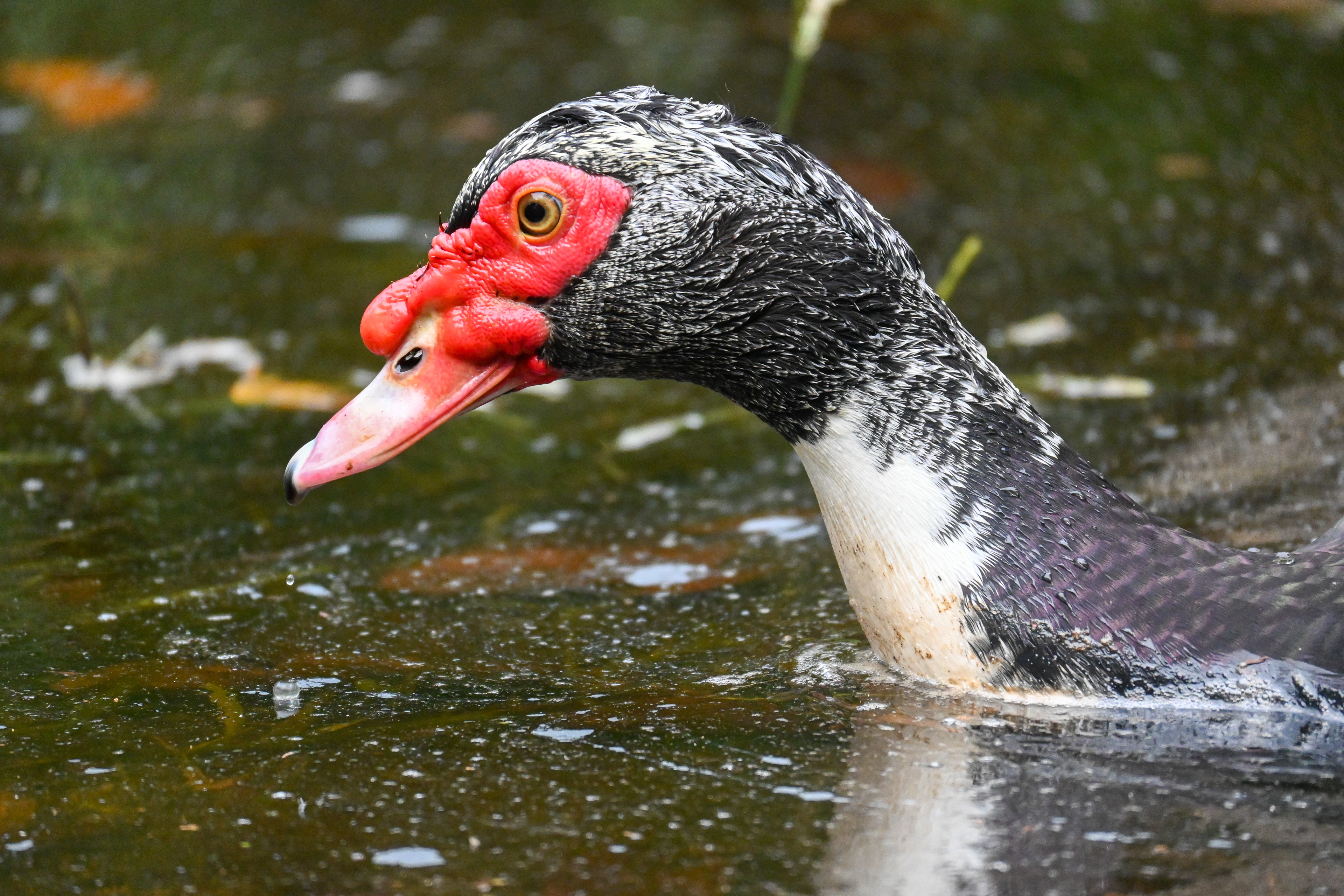 SOUTH FLORIDA DUCK