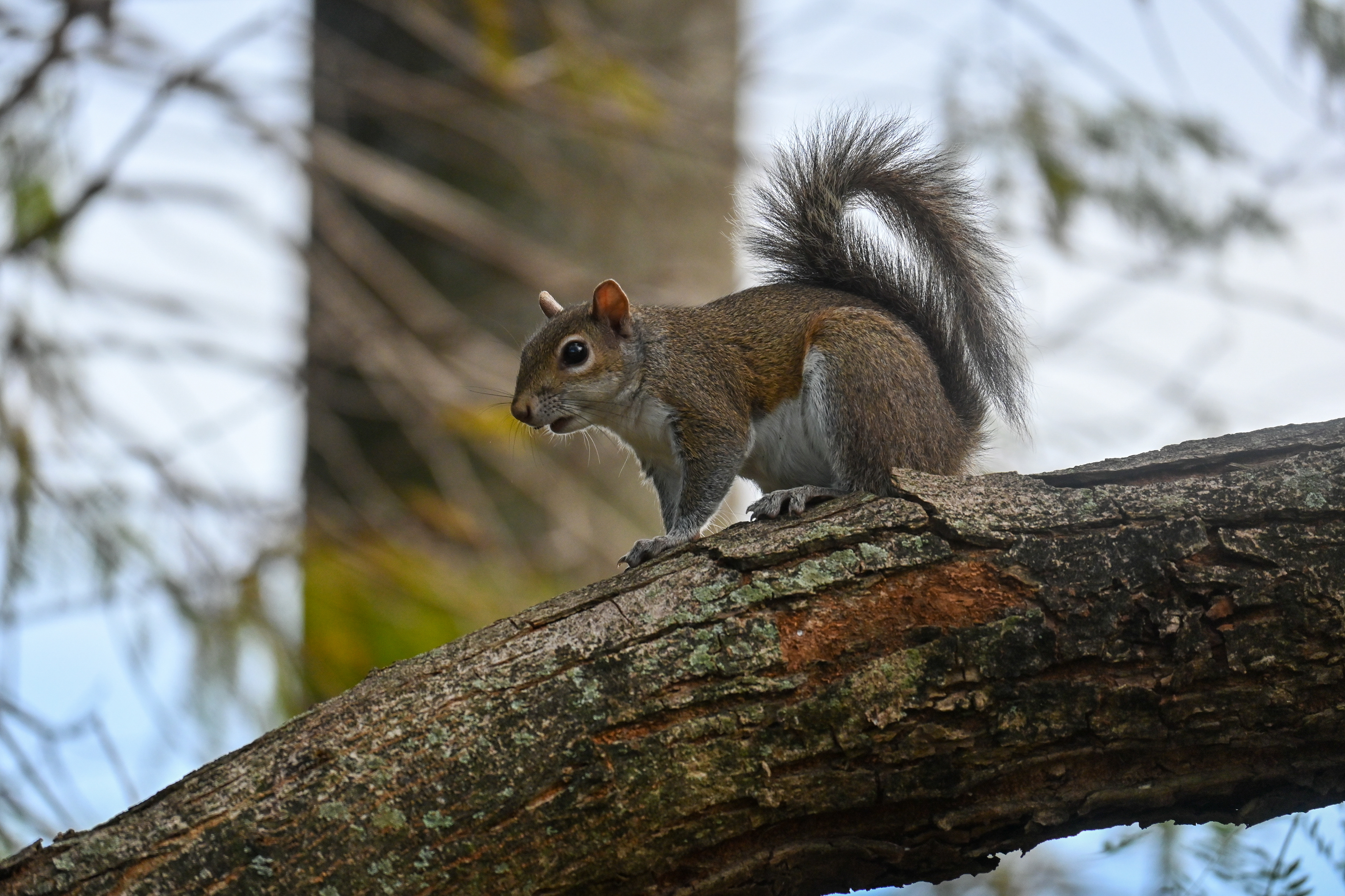 SOUTH FLORIDA SQUIRREL