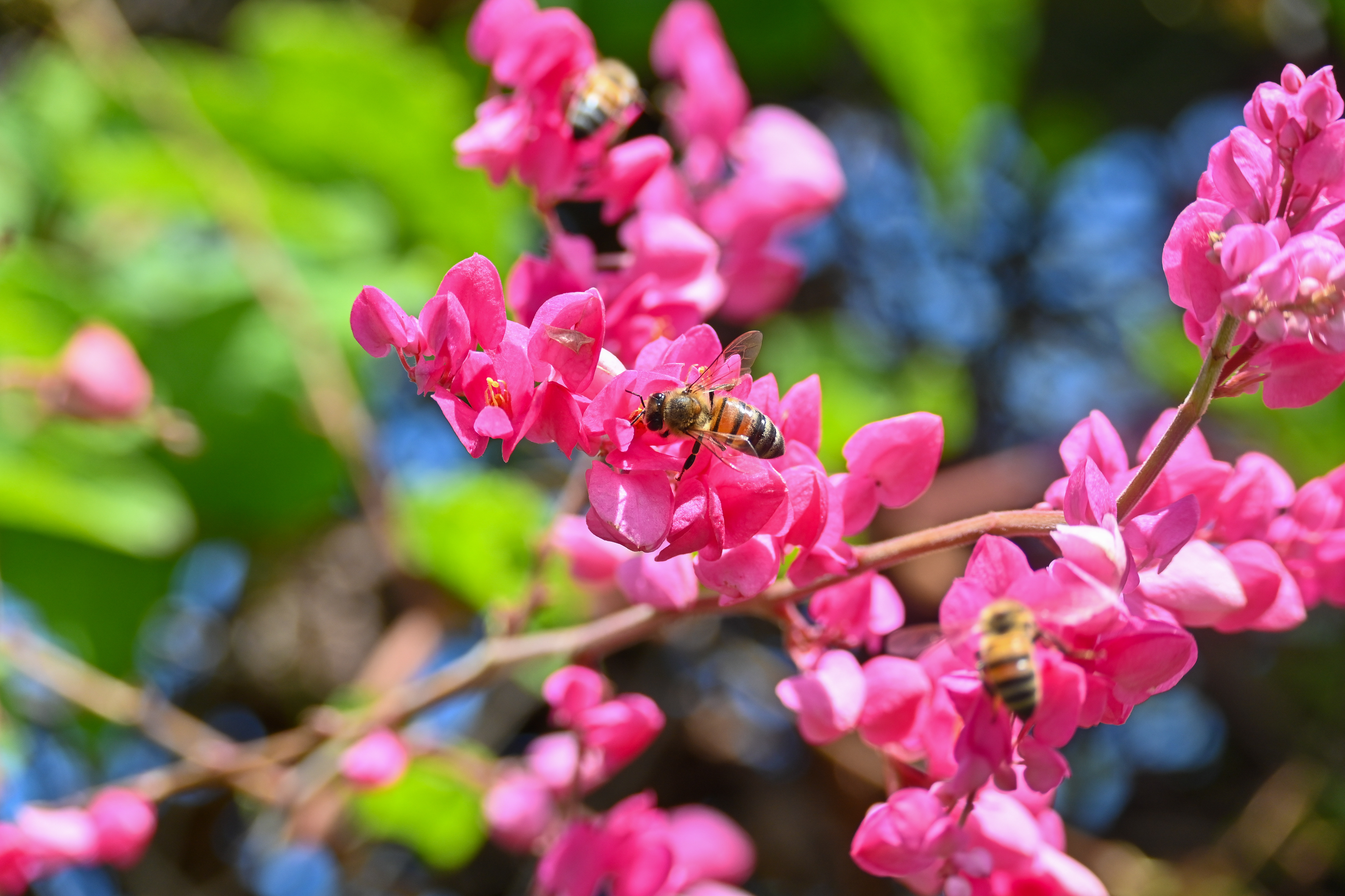 SOUTH FLORIDA BEES