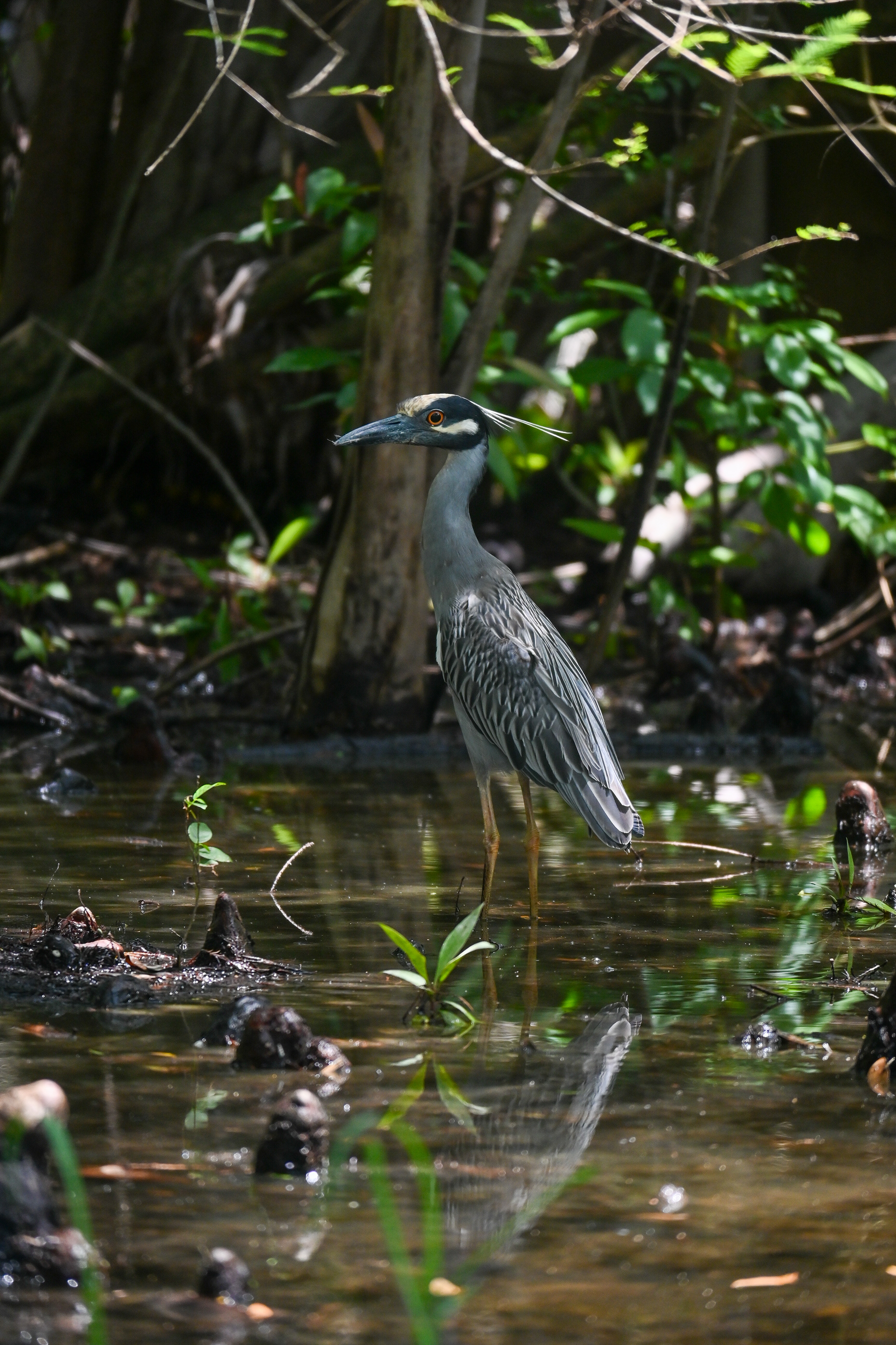 SOUTH FLORIDA BIRD