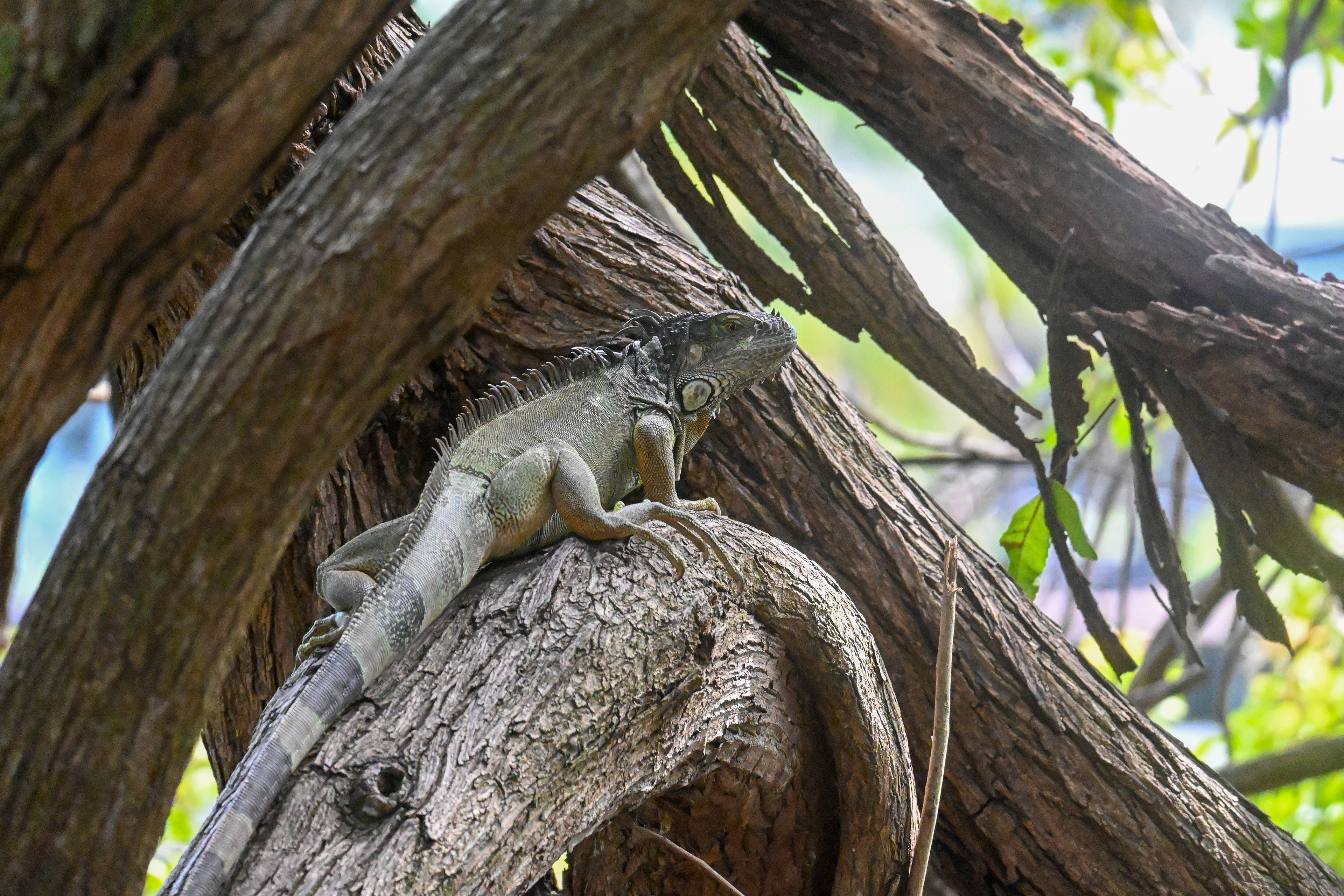 SOUTH FLORIDA IGUANA