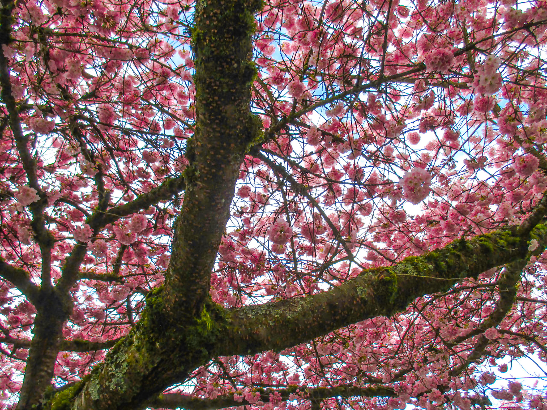 Cherry Blossoms on 21st Ave. near Unions St.