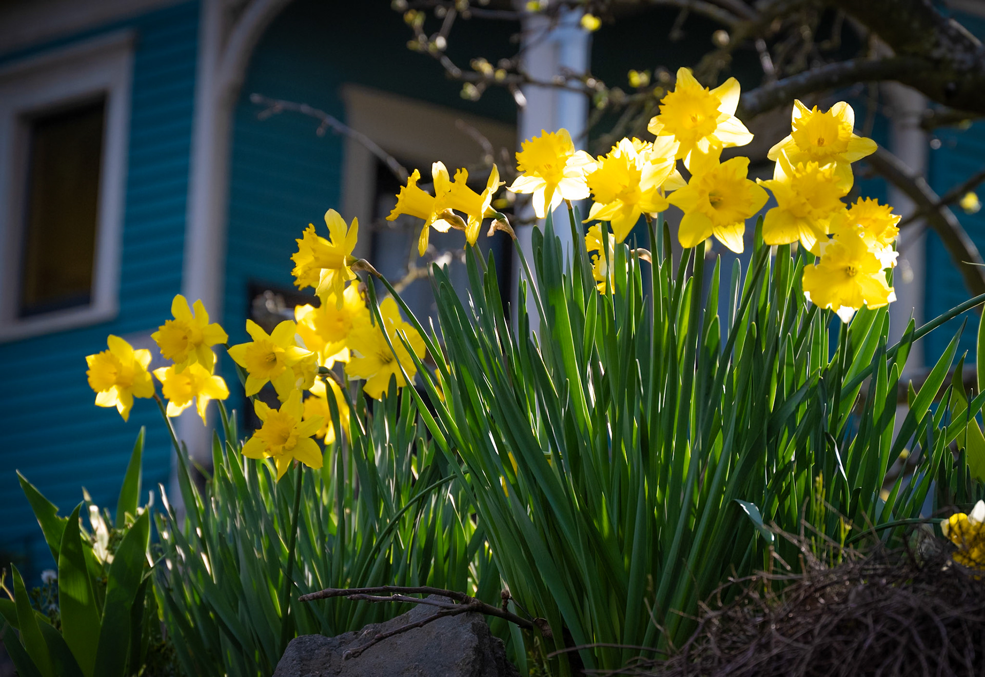 Daffodils on 20th Ave. near East Union.