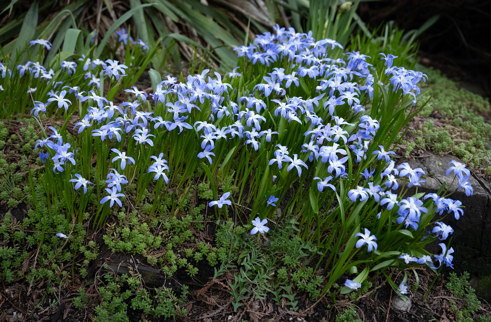 Squill blooming on 21st Ave near East Pine.