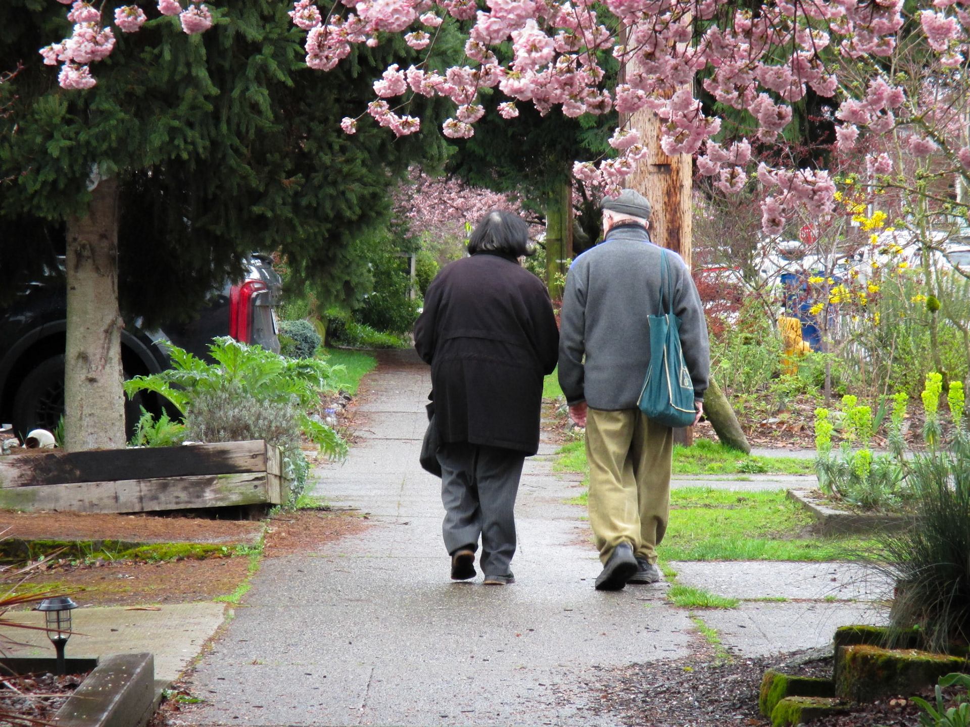 Couple walkig on 21st Ave near Union St. with cherry blossoms.