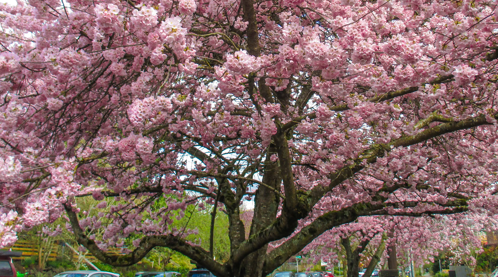 Cherry Blossoms on 21st Ave. near Unions St.