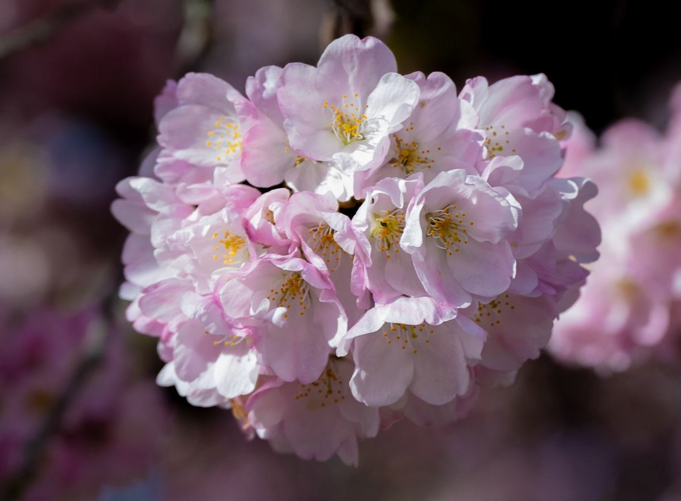 Cherry Blossoms on 21st Ave. near Unions St.