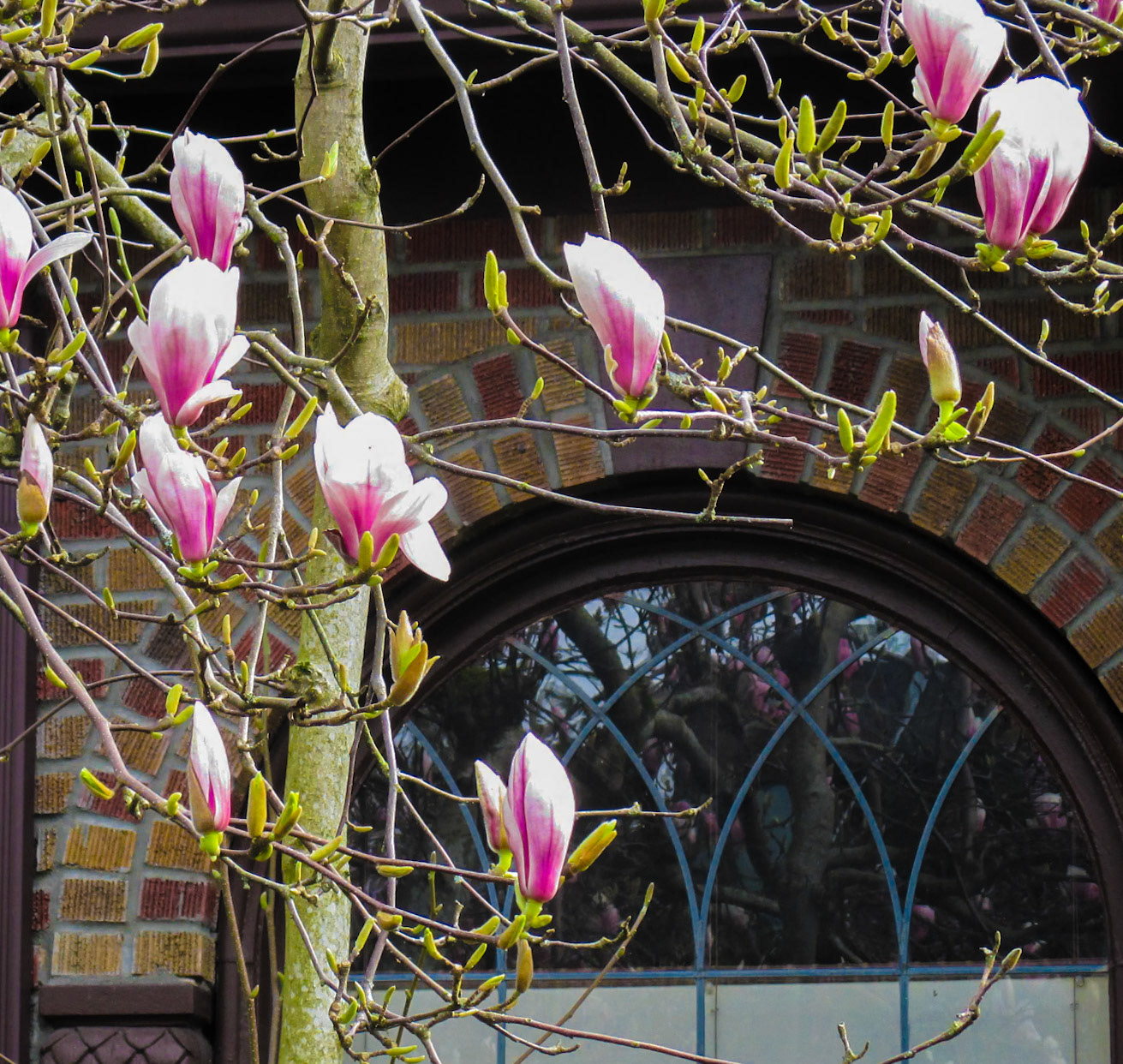 Magnolia tree starting to bloom at 21st Ave. and Pine St.