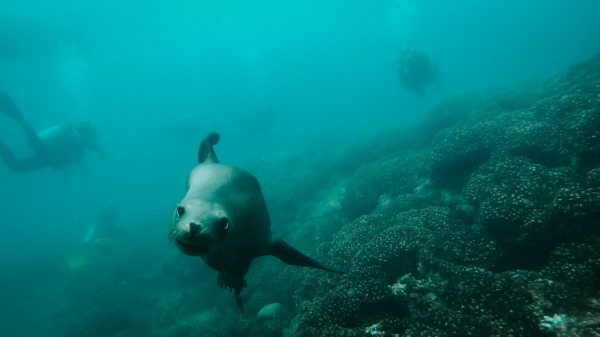 See lion, Baja California