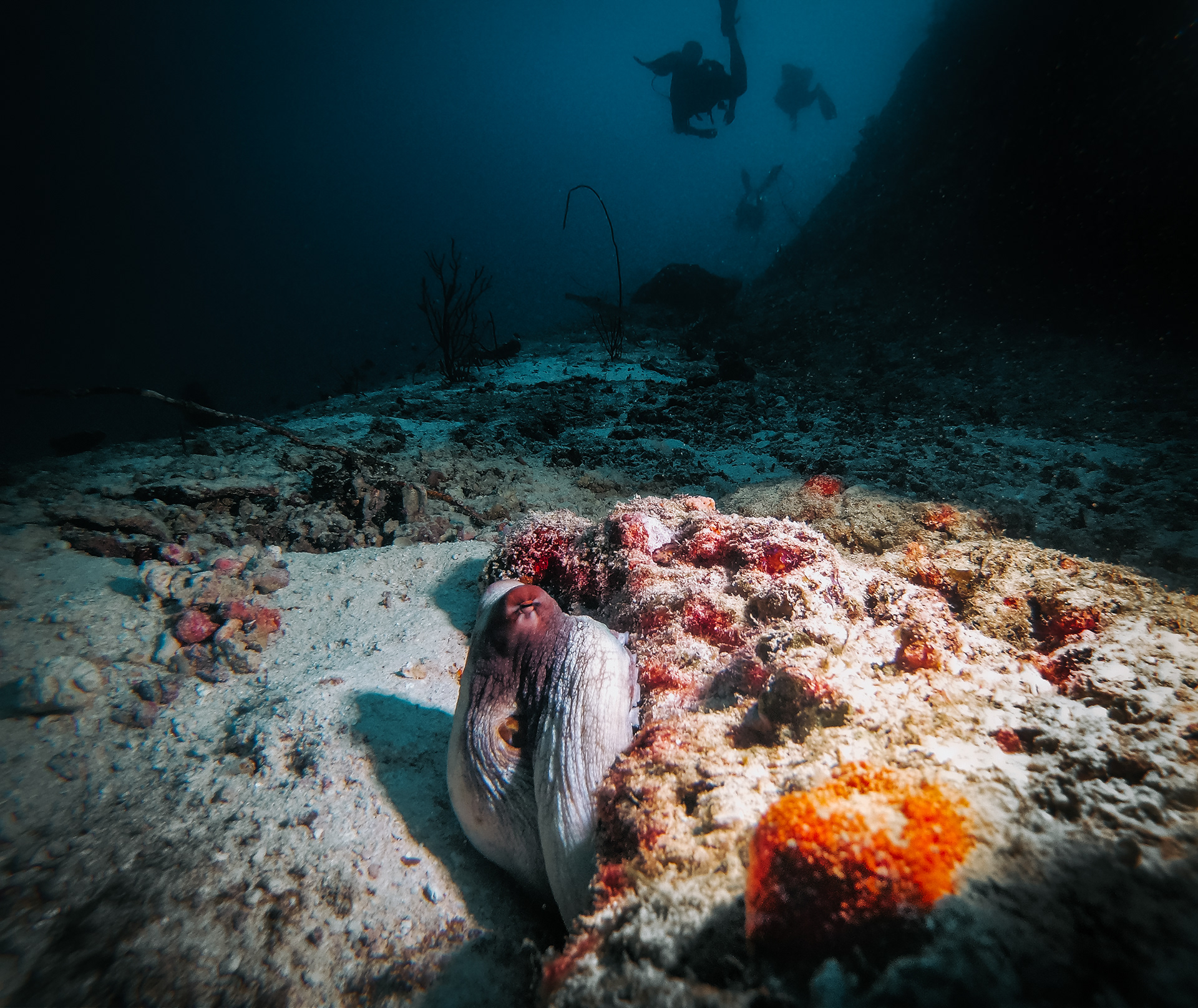 Octopus, Egipt