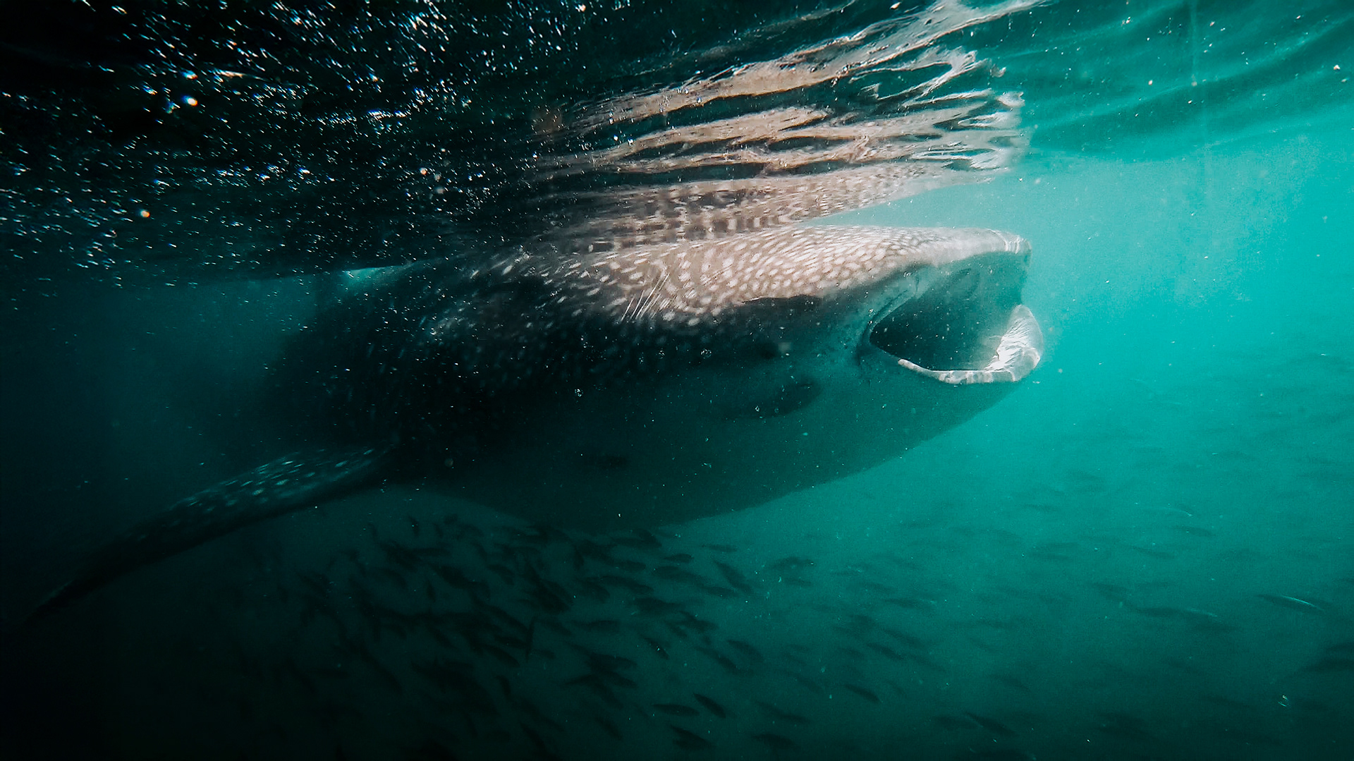 Whale shark, Baja California