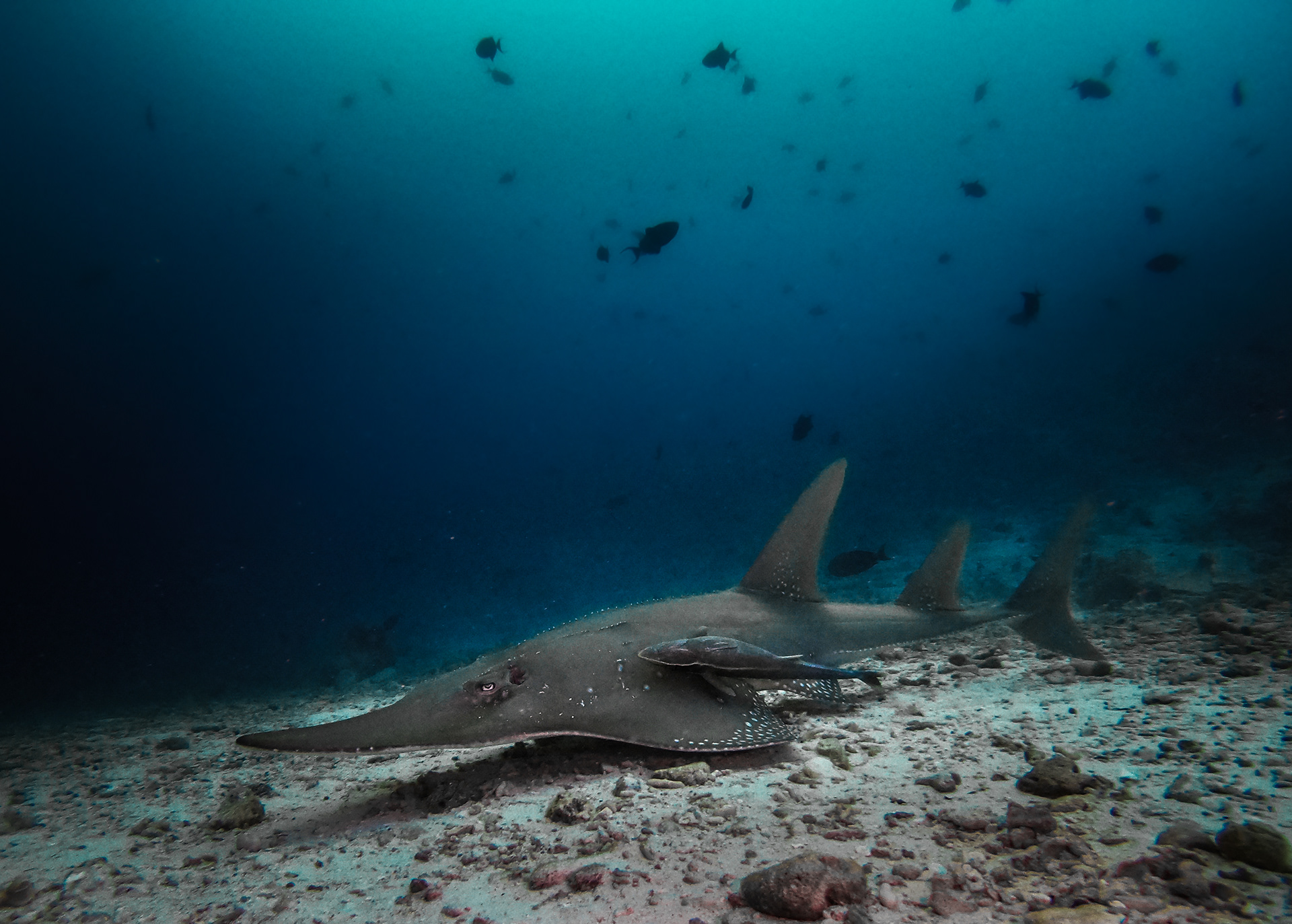 Guitar shark, Maledives