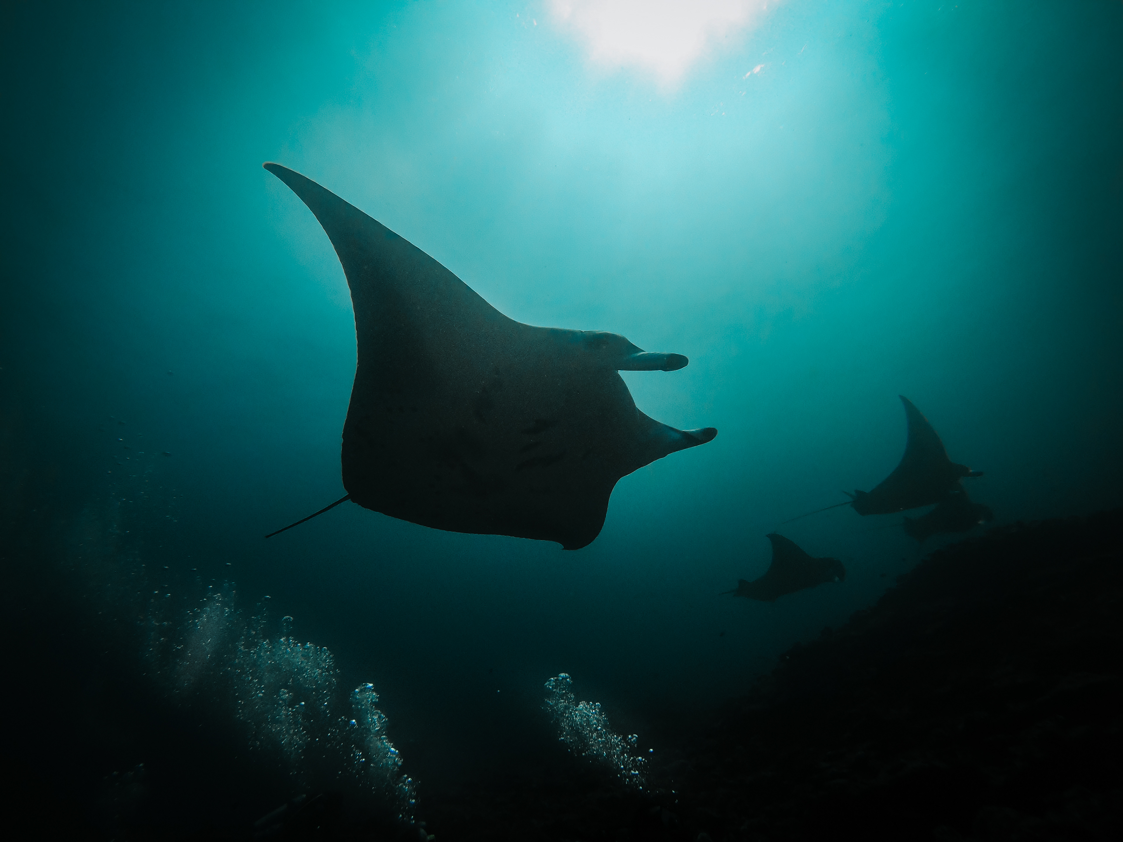Manta, Maledives