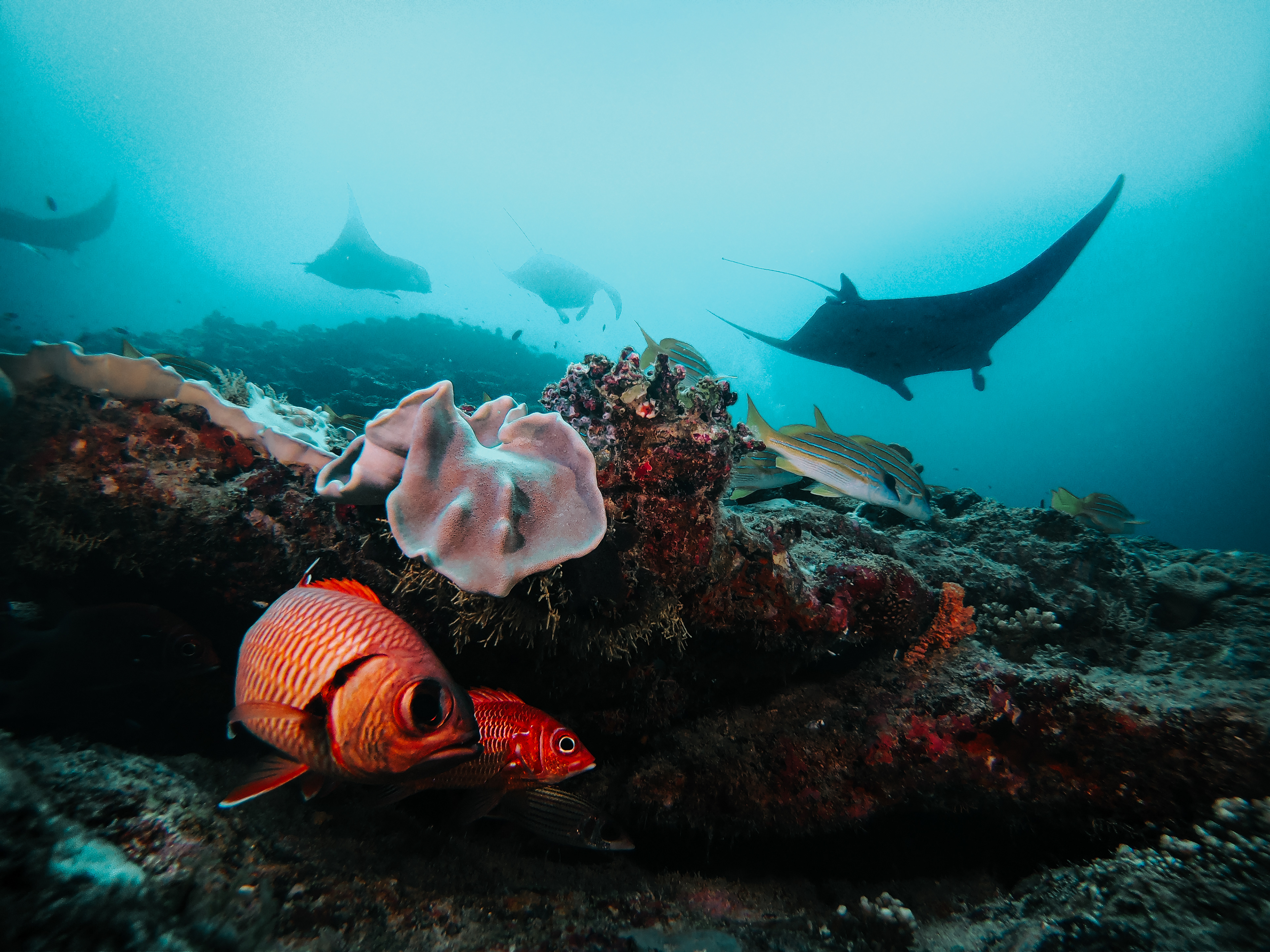 Maledives