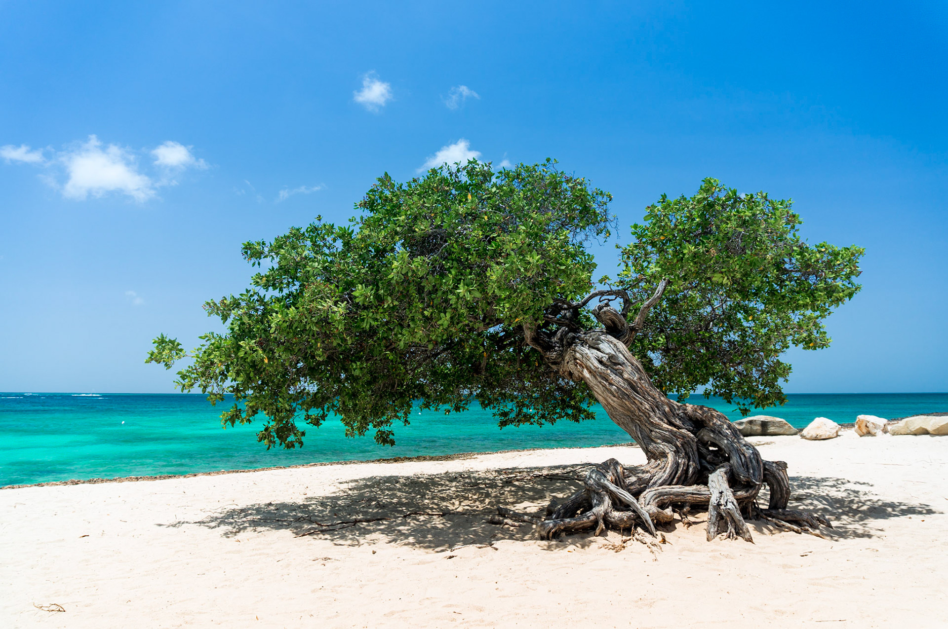 Divi tree on Eagle Beach
