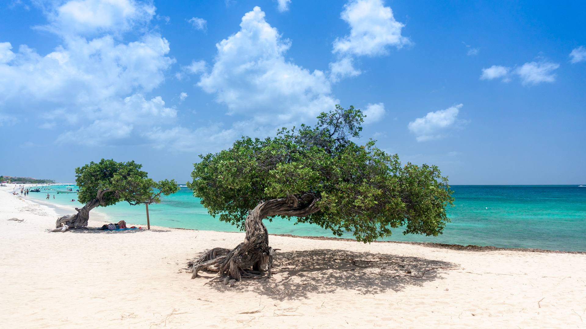 Divi trees on Eagle Beach
