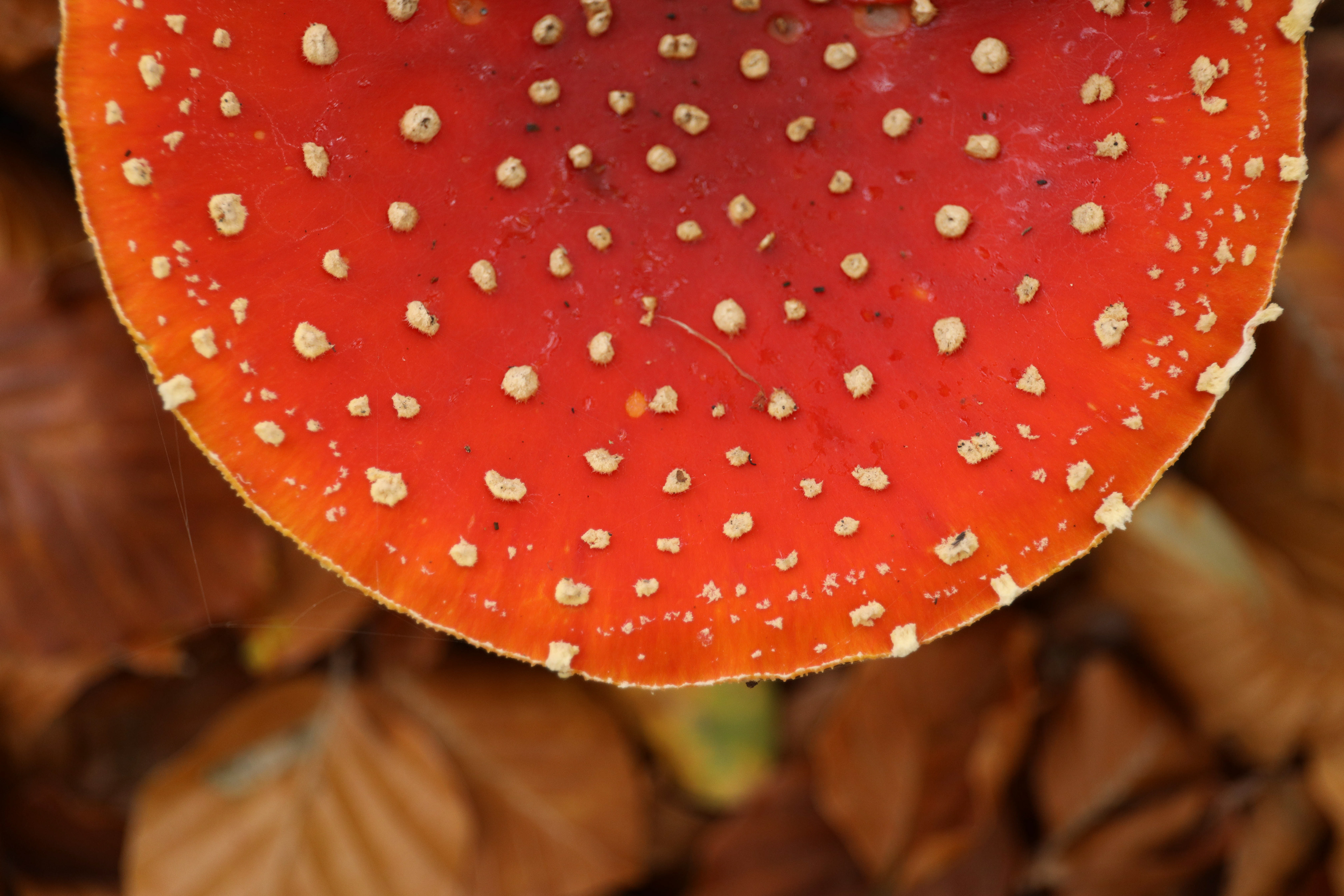 De kleur van de herfst!