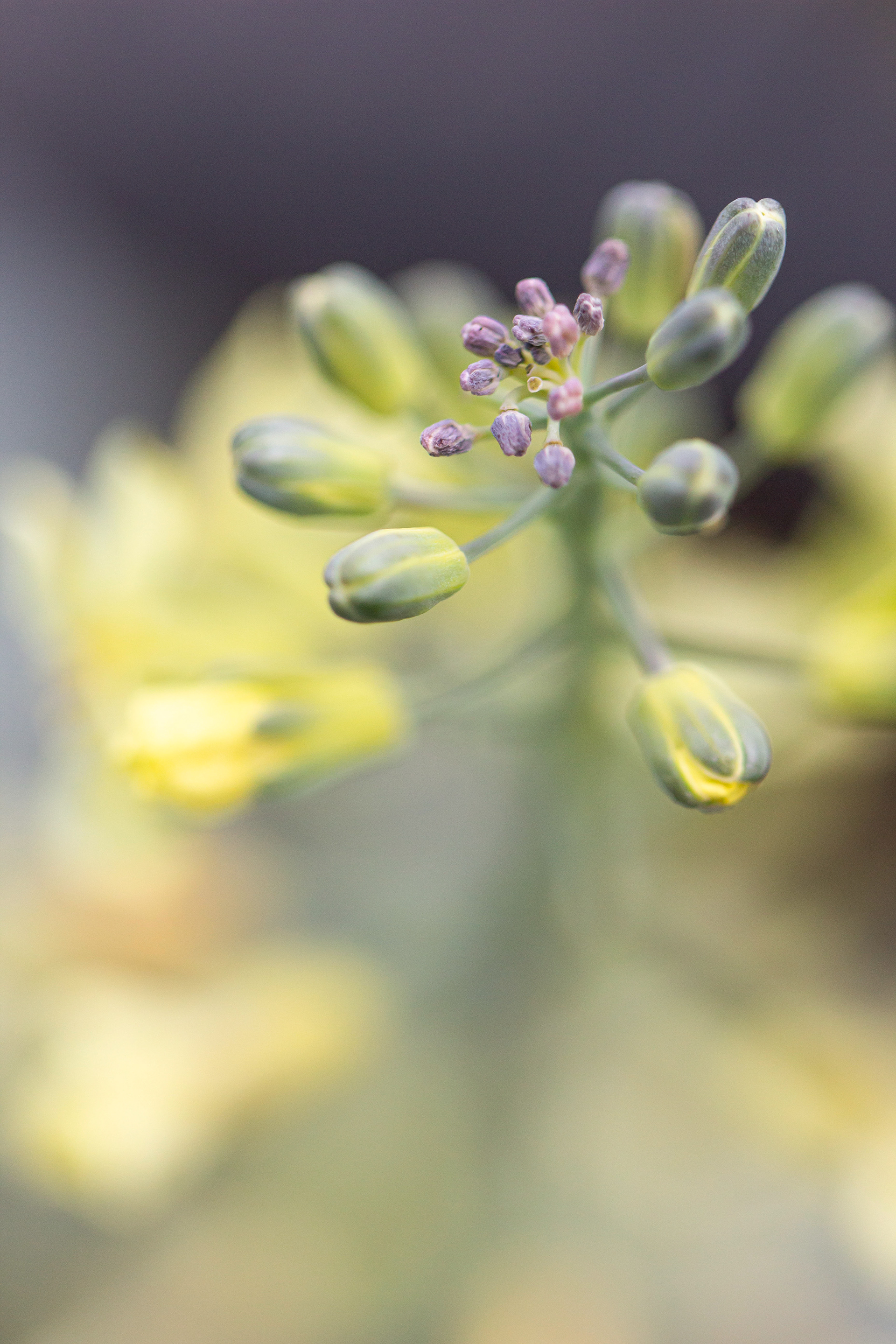 Broccoli Bloem