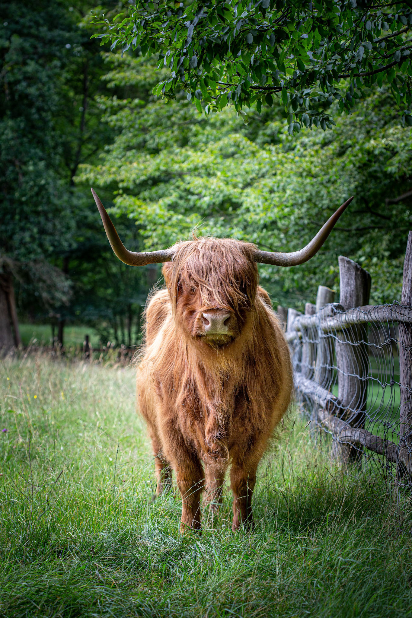 Highland Cattle