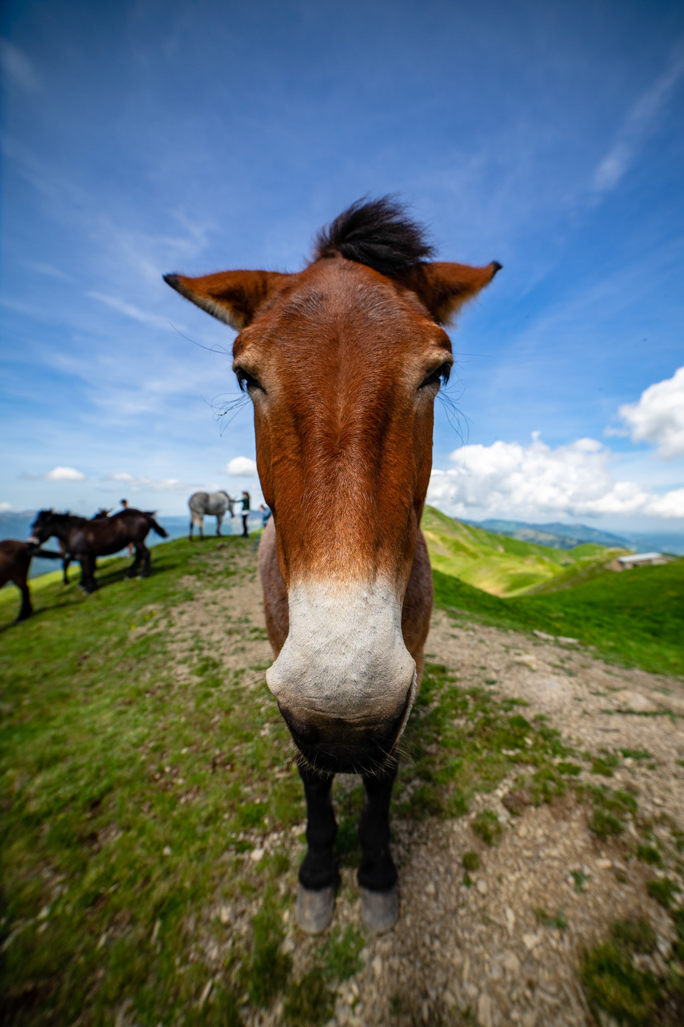 A mule on the ridge of the Tuscan-Emilian Apennines