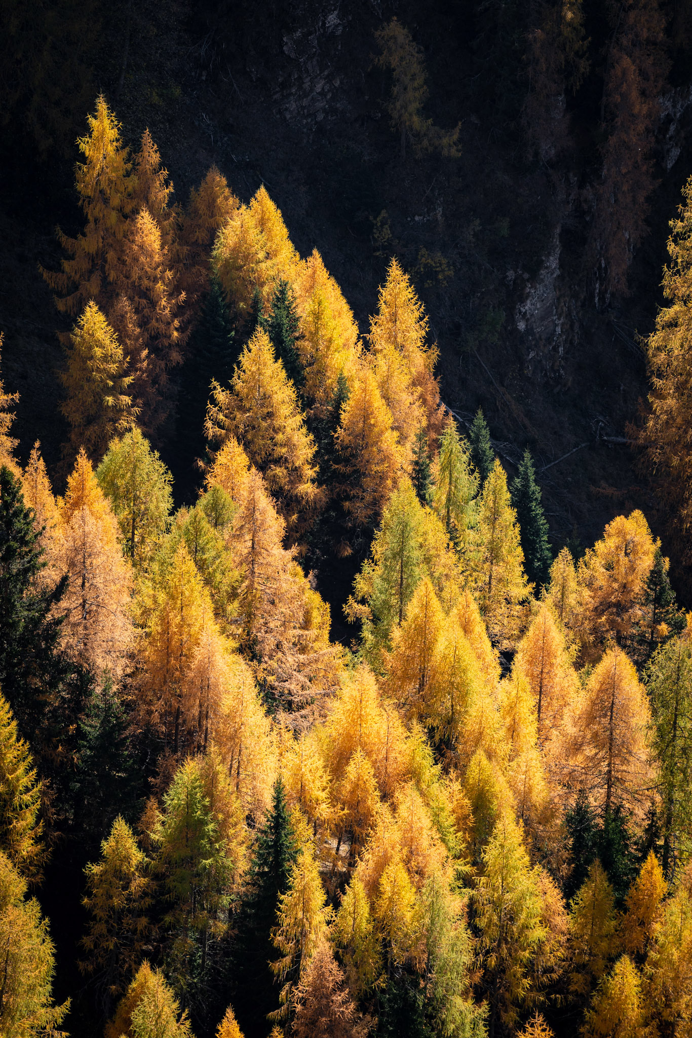 Larch Texture