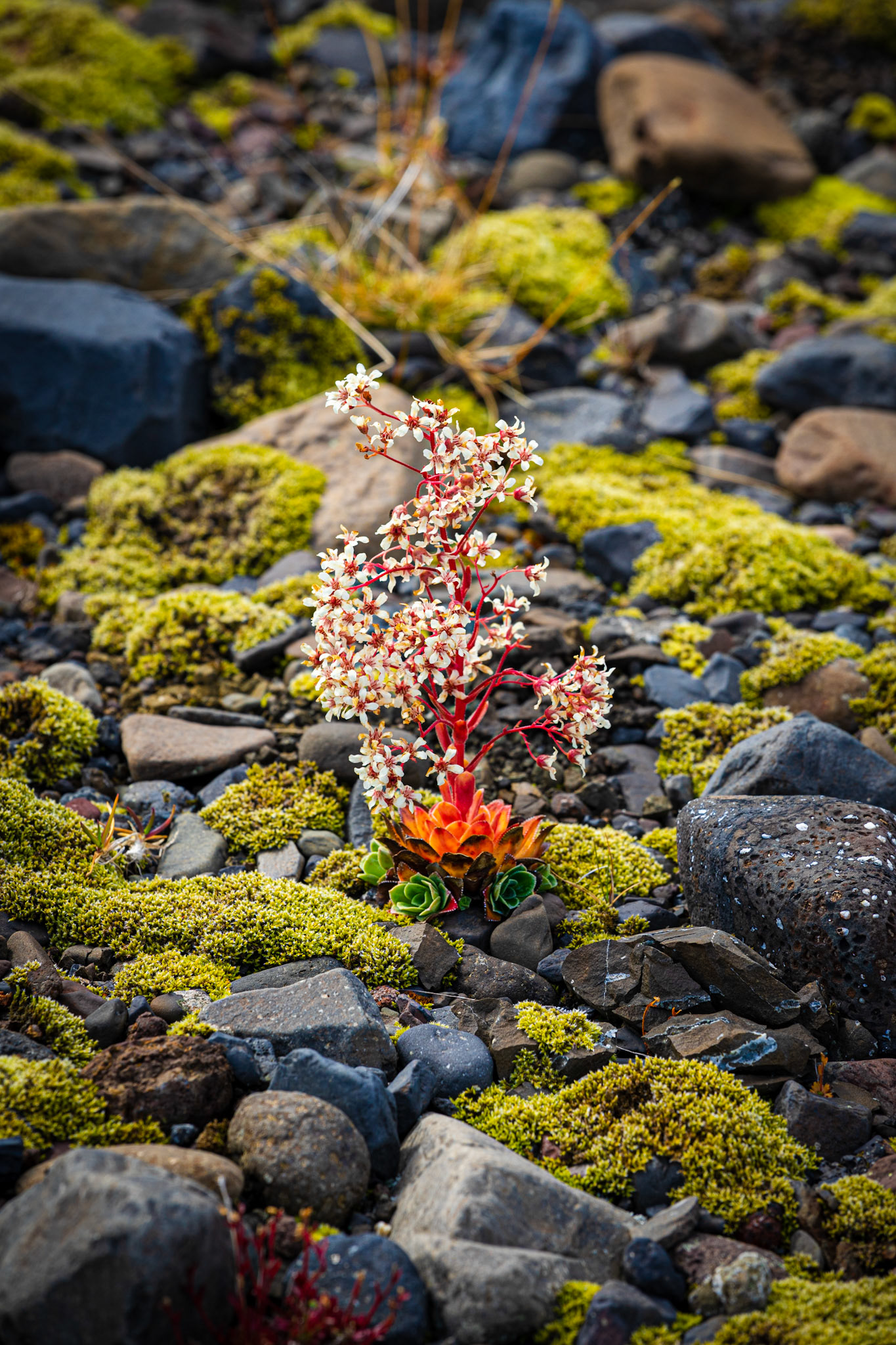 Fjallsárlón Glacier, Iceland