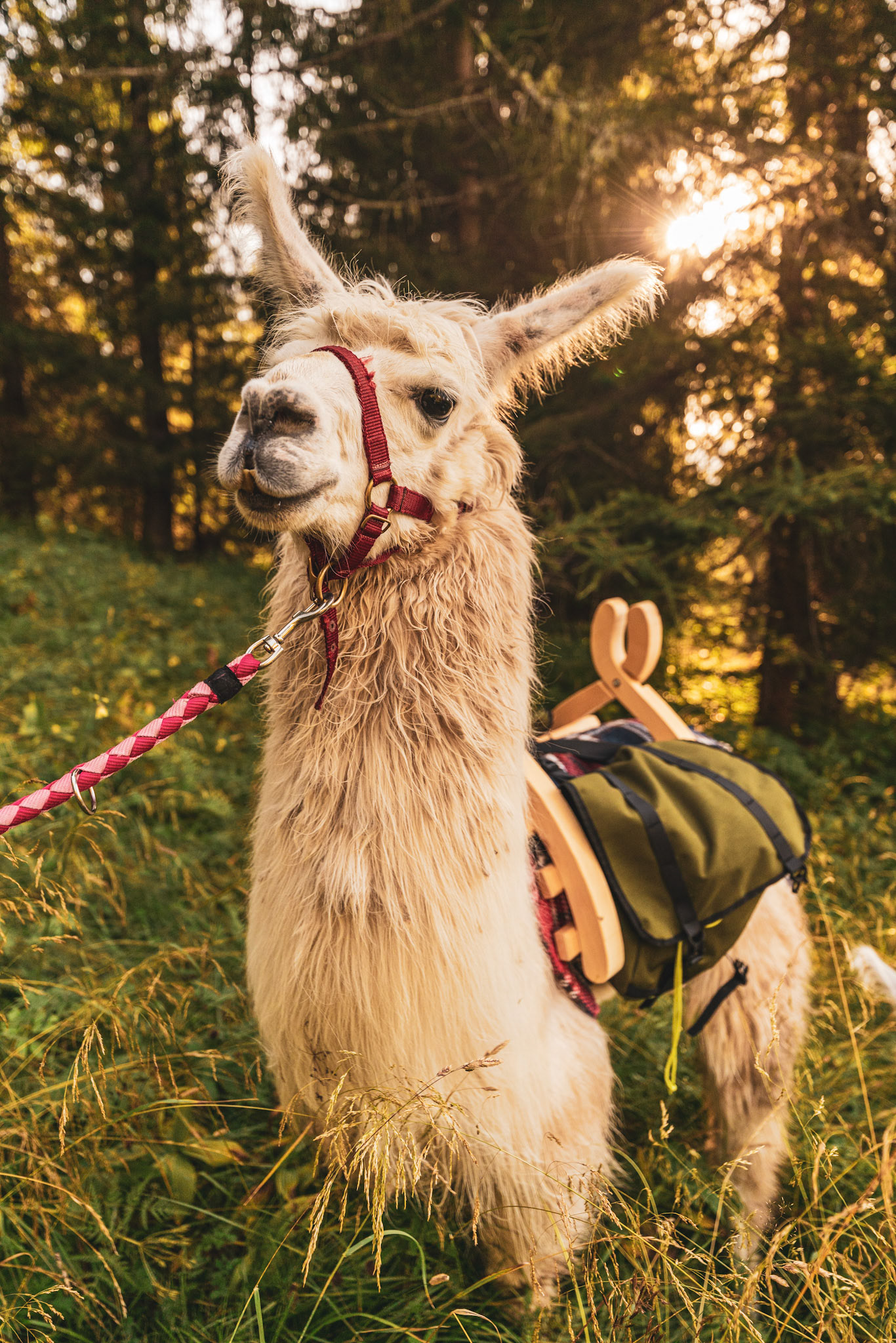 Llamas are excellent animals for company on mountain trails.