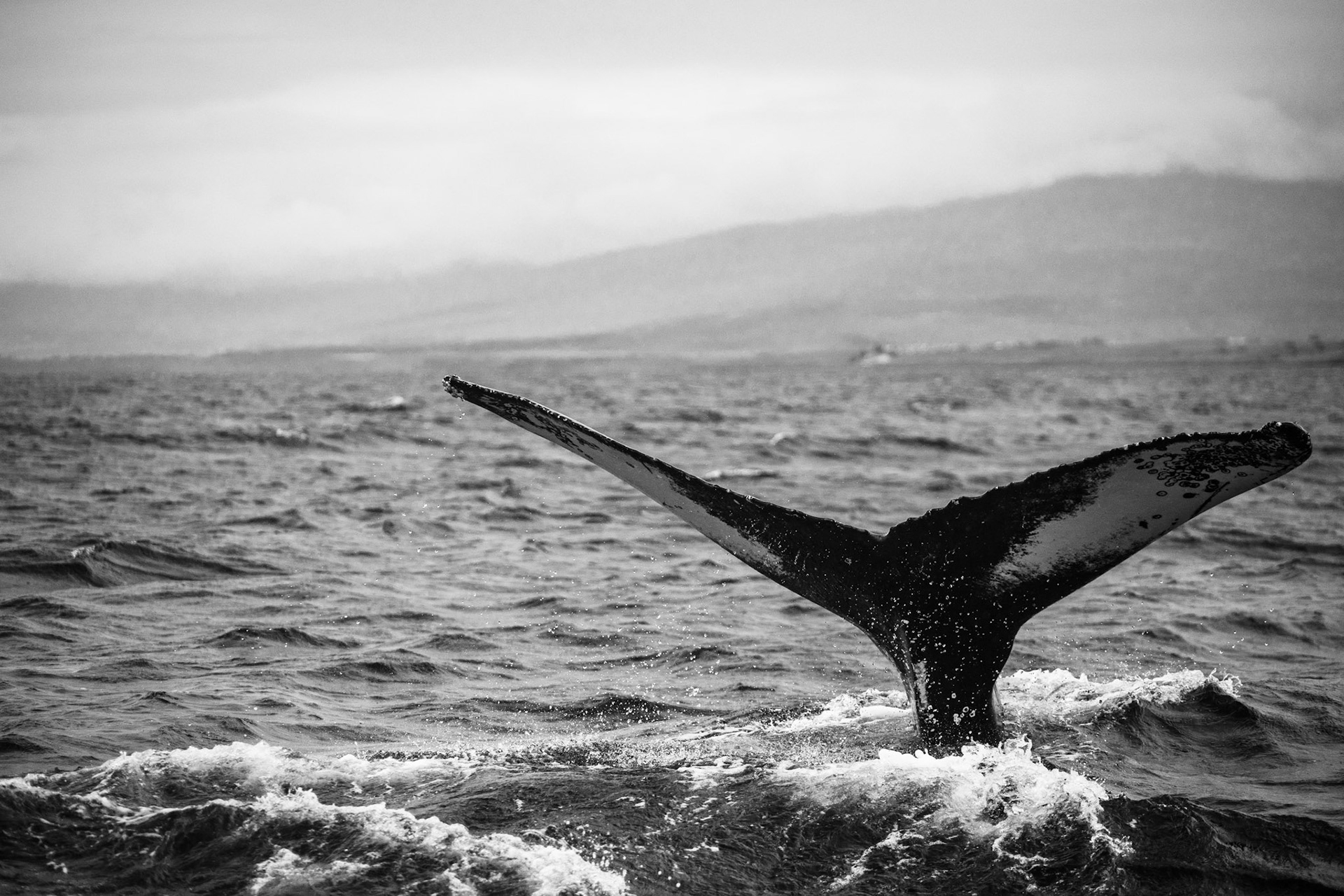 Humpback whale tail spotted sailing in Akureyri Bay
