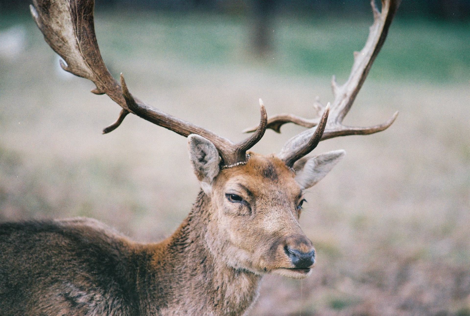 This fallow deer seems to have seen me, yet it shows no fear and almost seems to strike a pose.