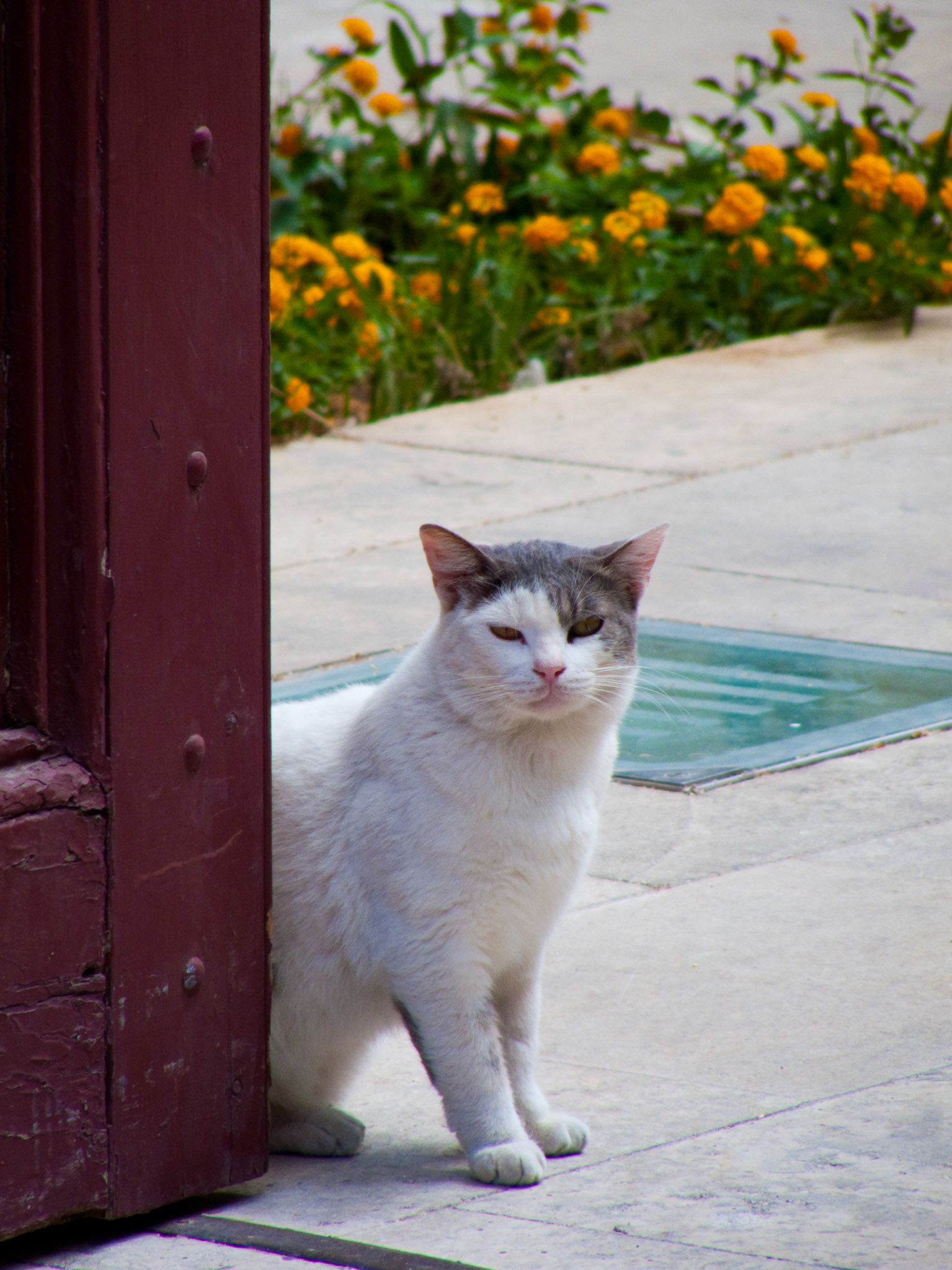 Mdina. Première ville fortifiée des chevaliers de Malte
