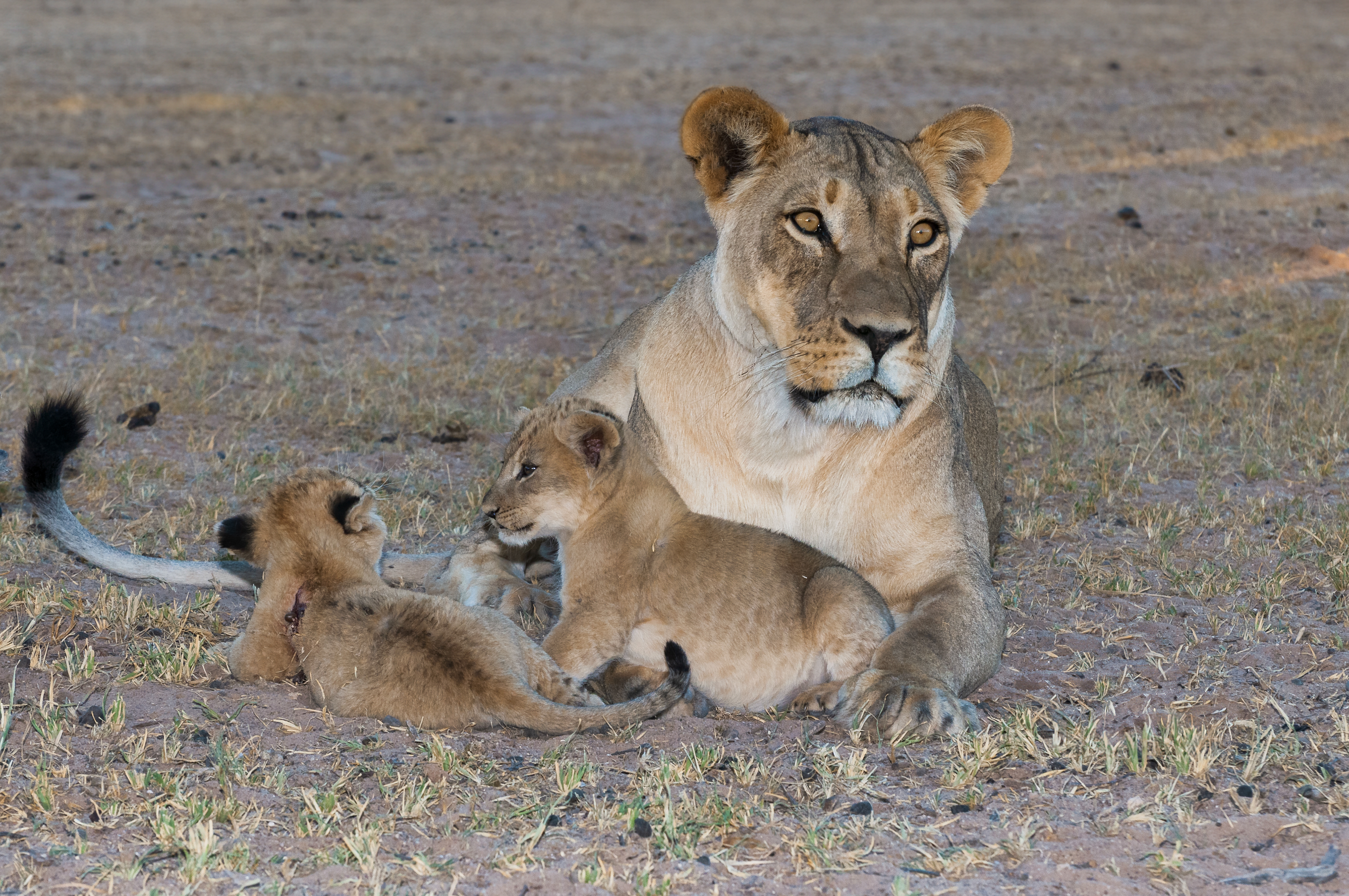 Lions