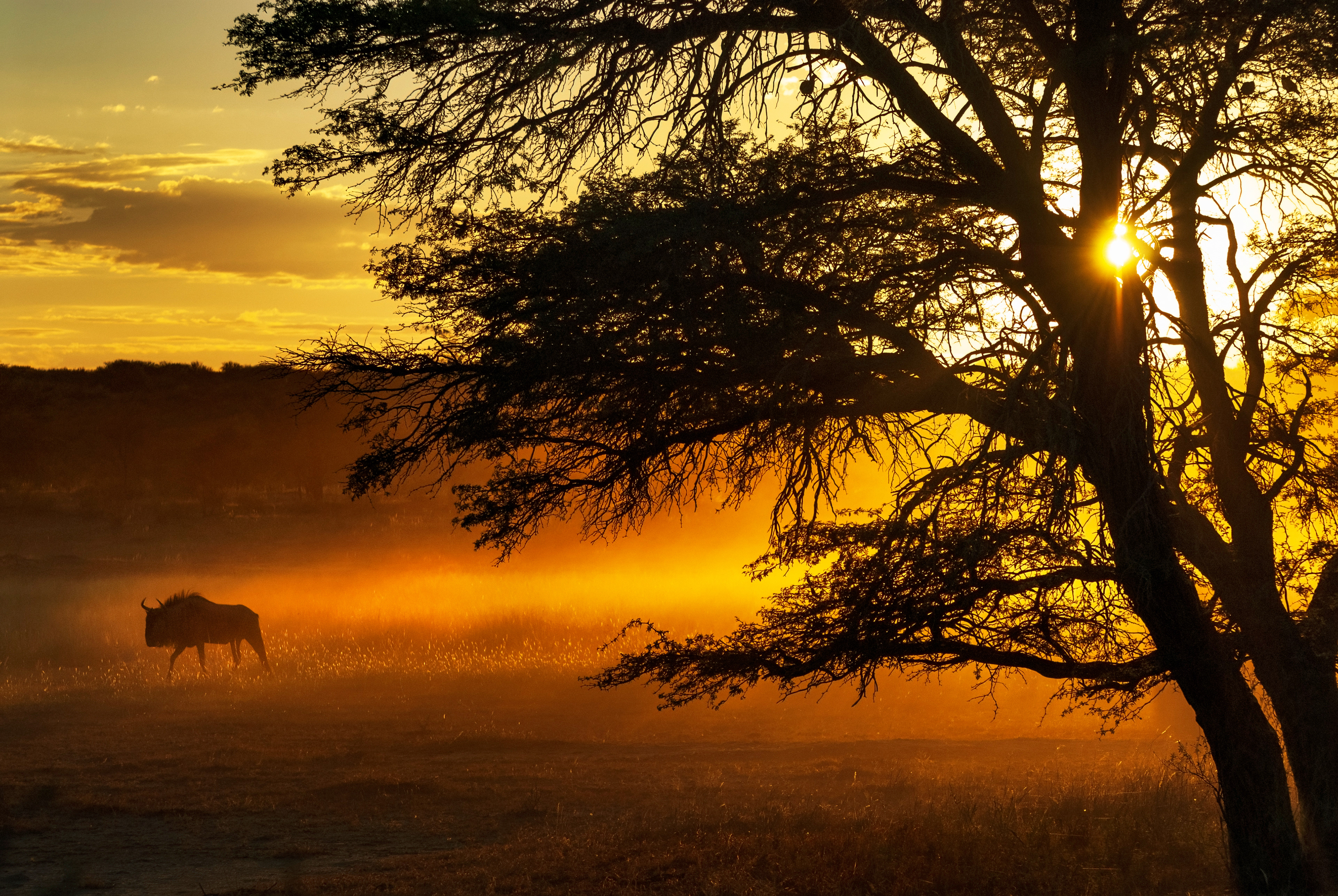 Wildebeest