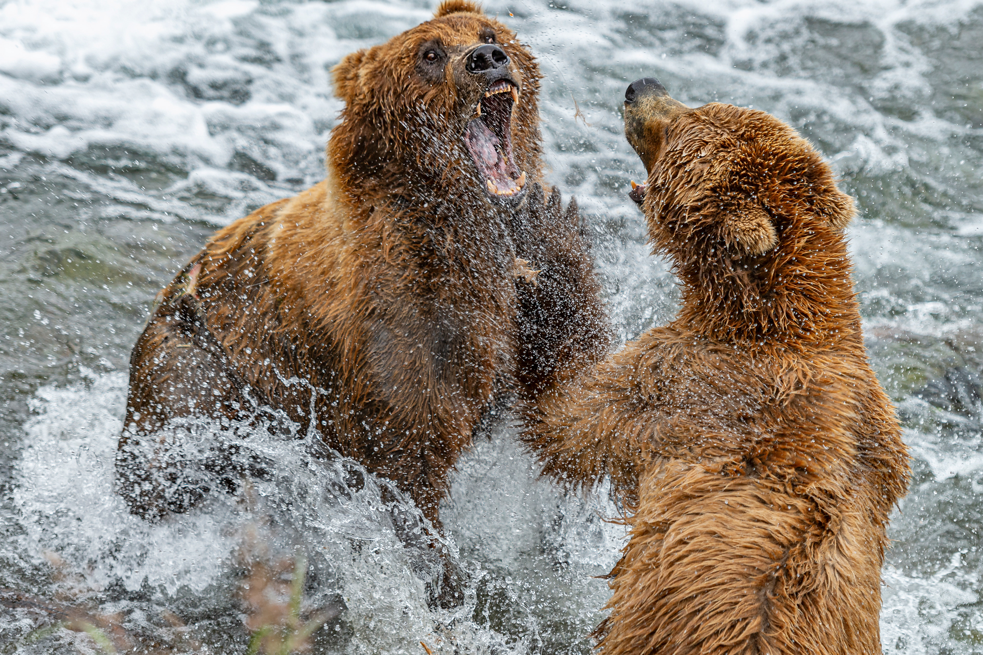 Alaskan Brown Bears