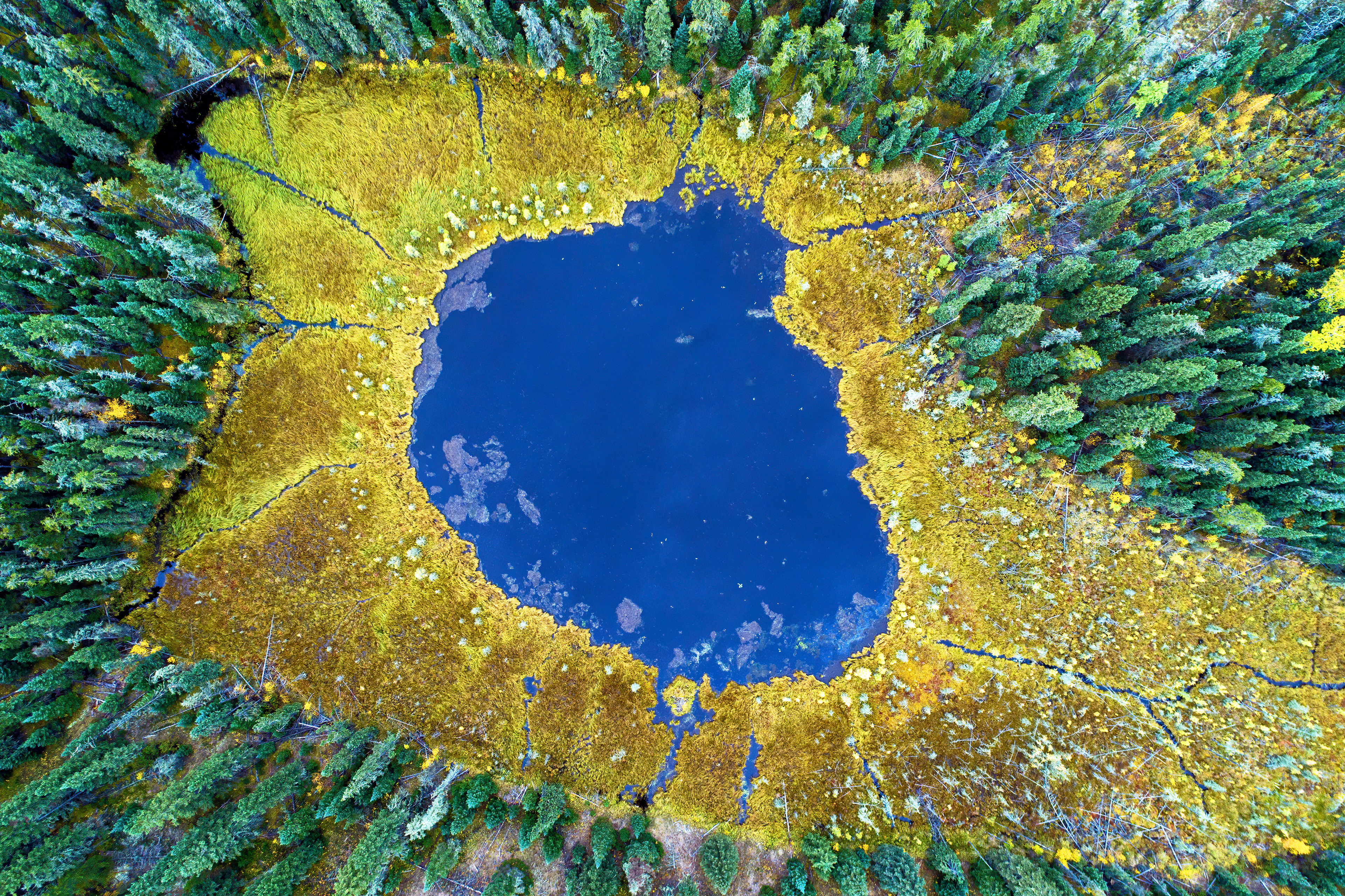 Eye of the forest
