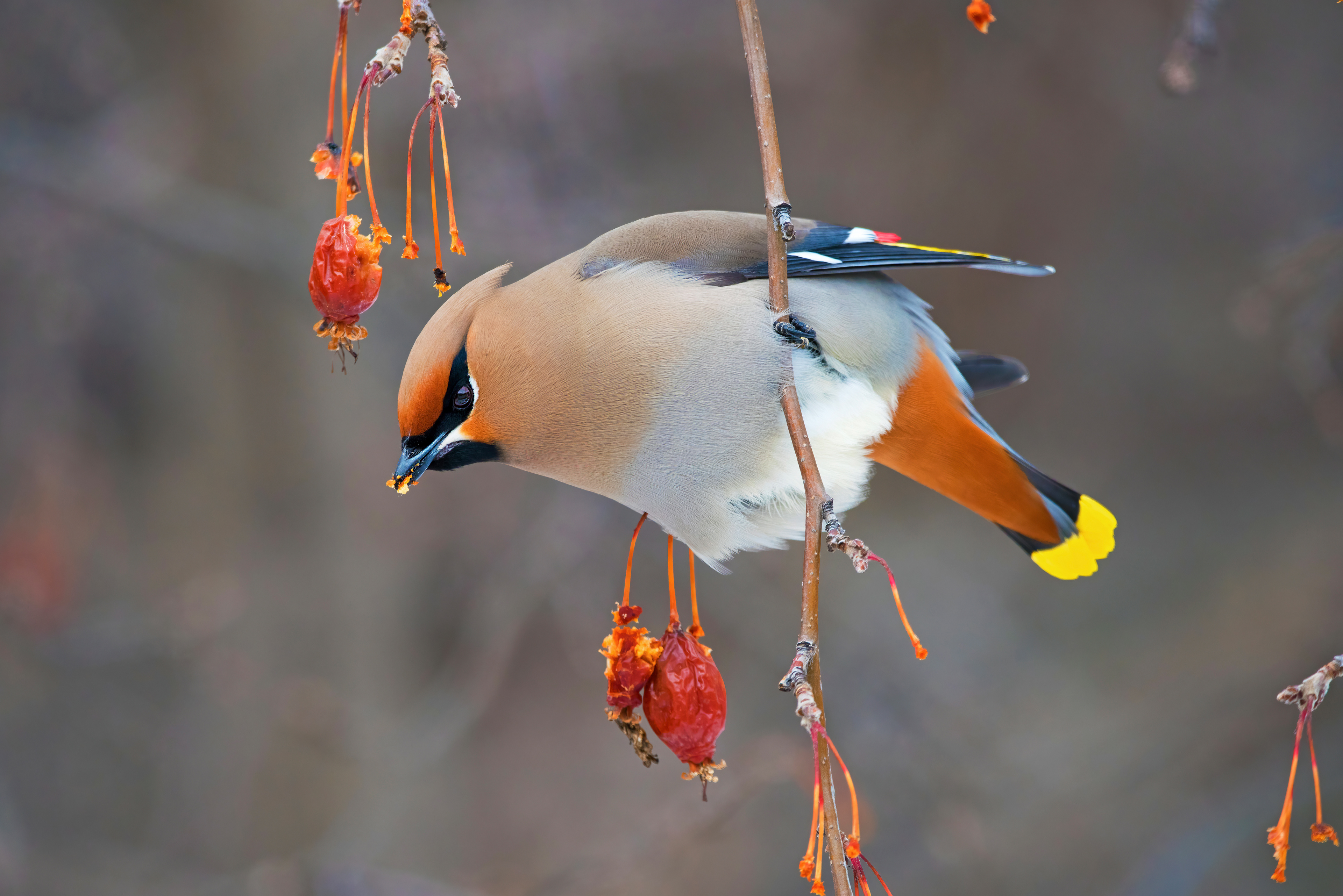 Bohemian waxwing