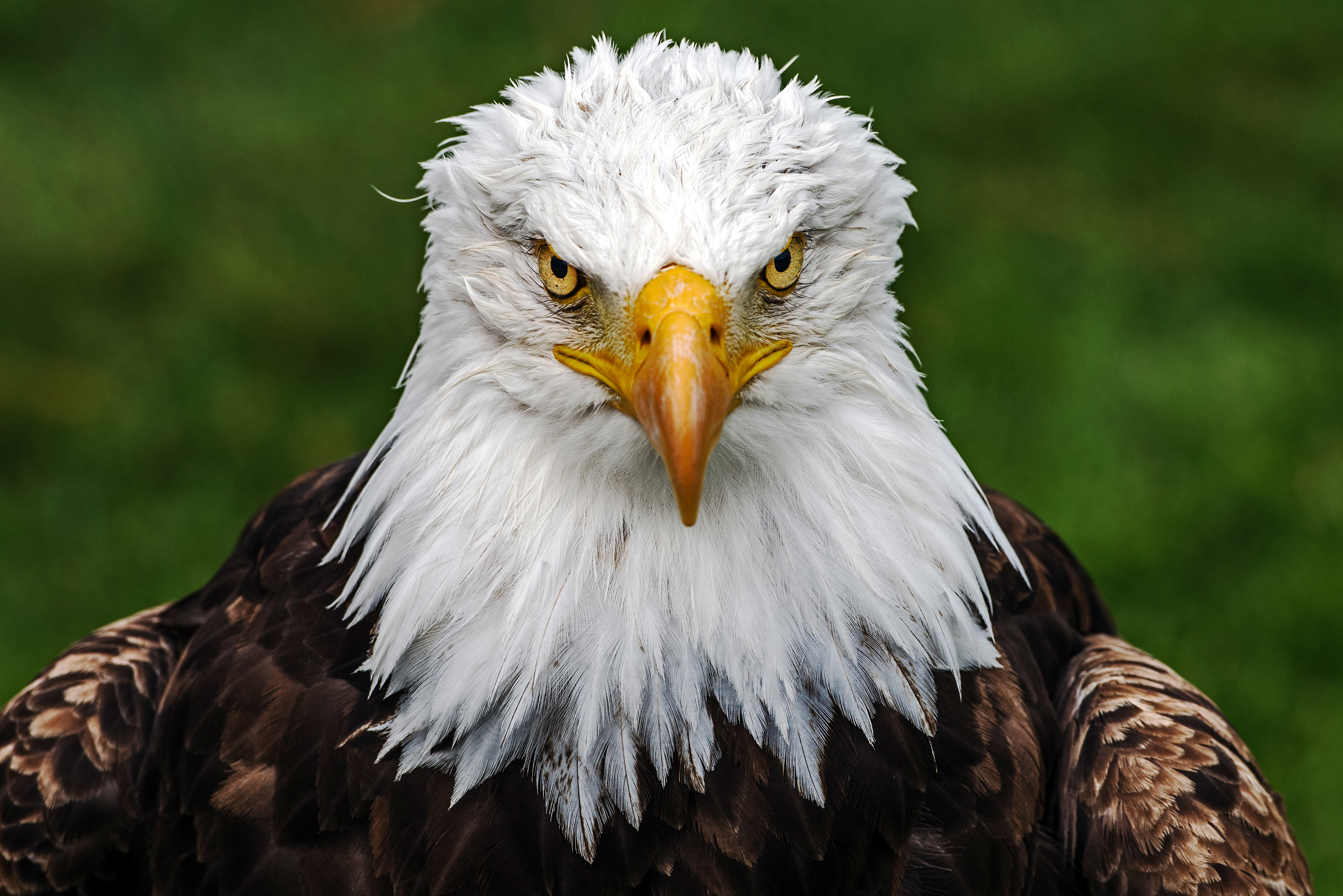 Bald eagle