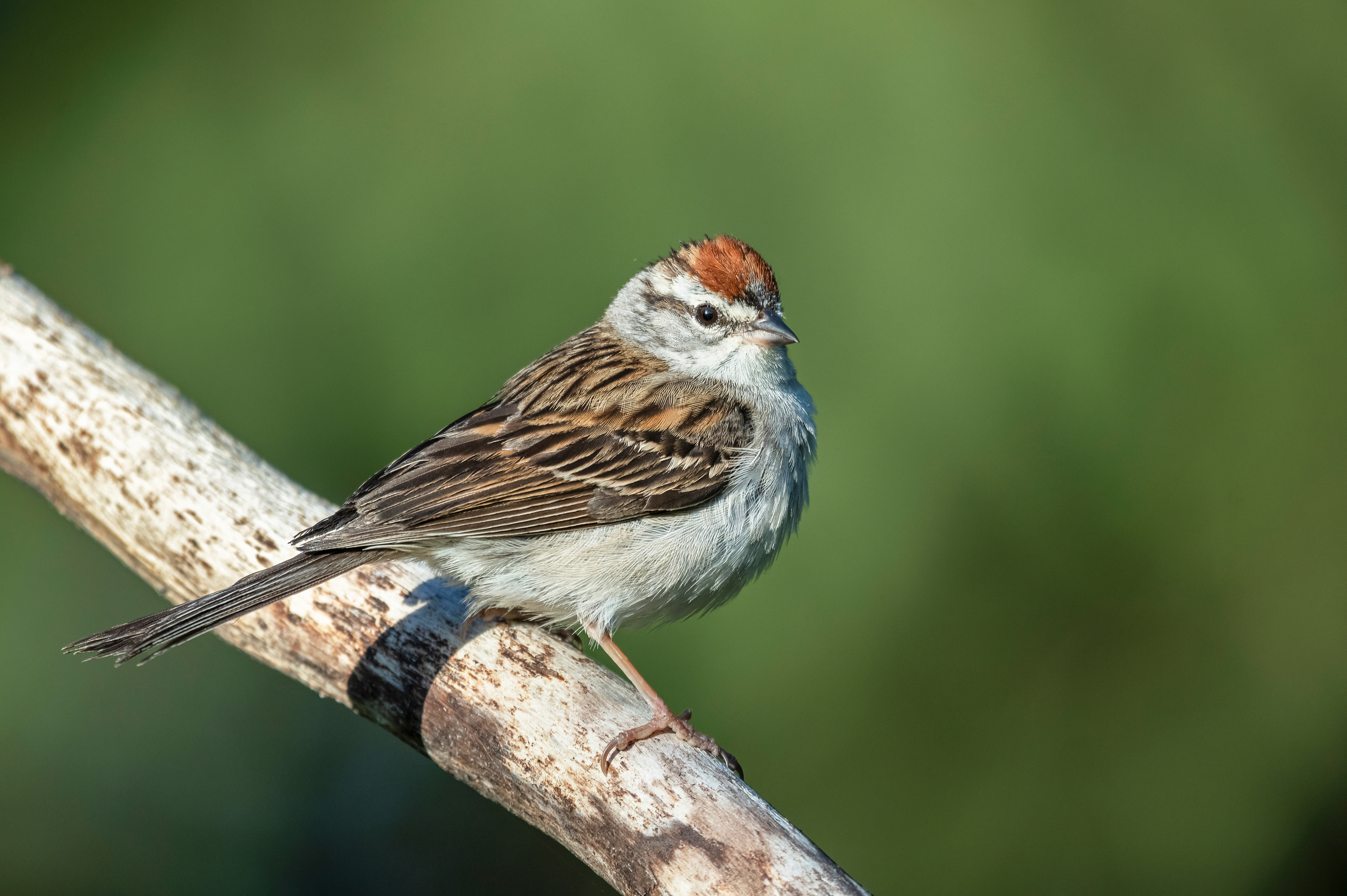 Chipping sparrow
