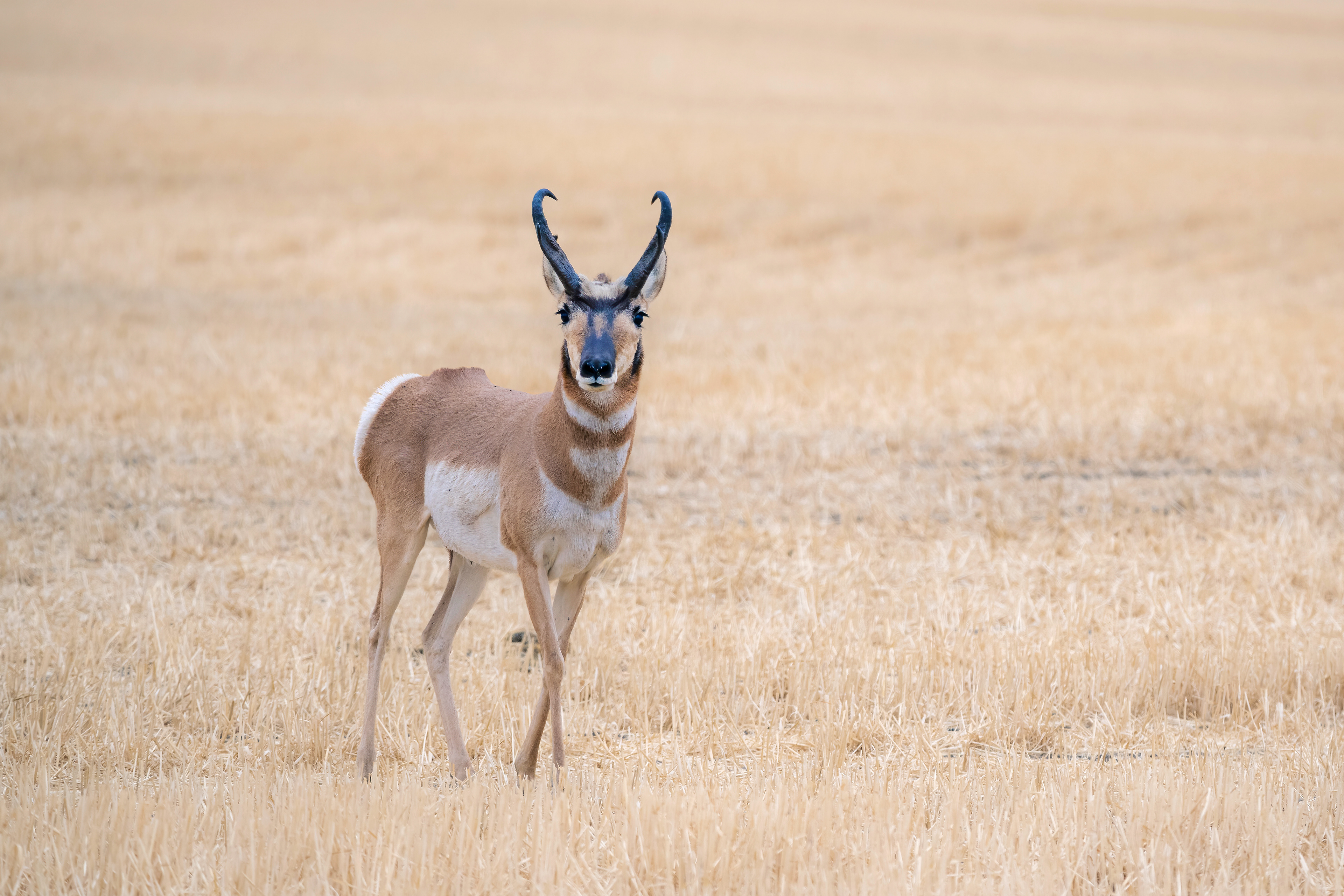 Pronghorn
