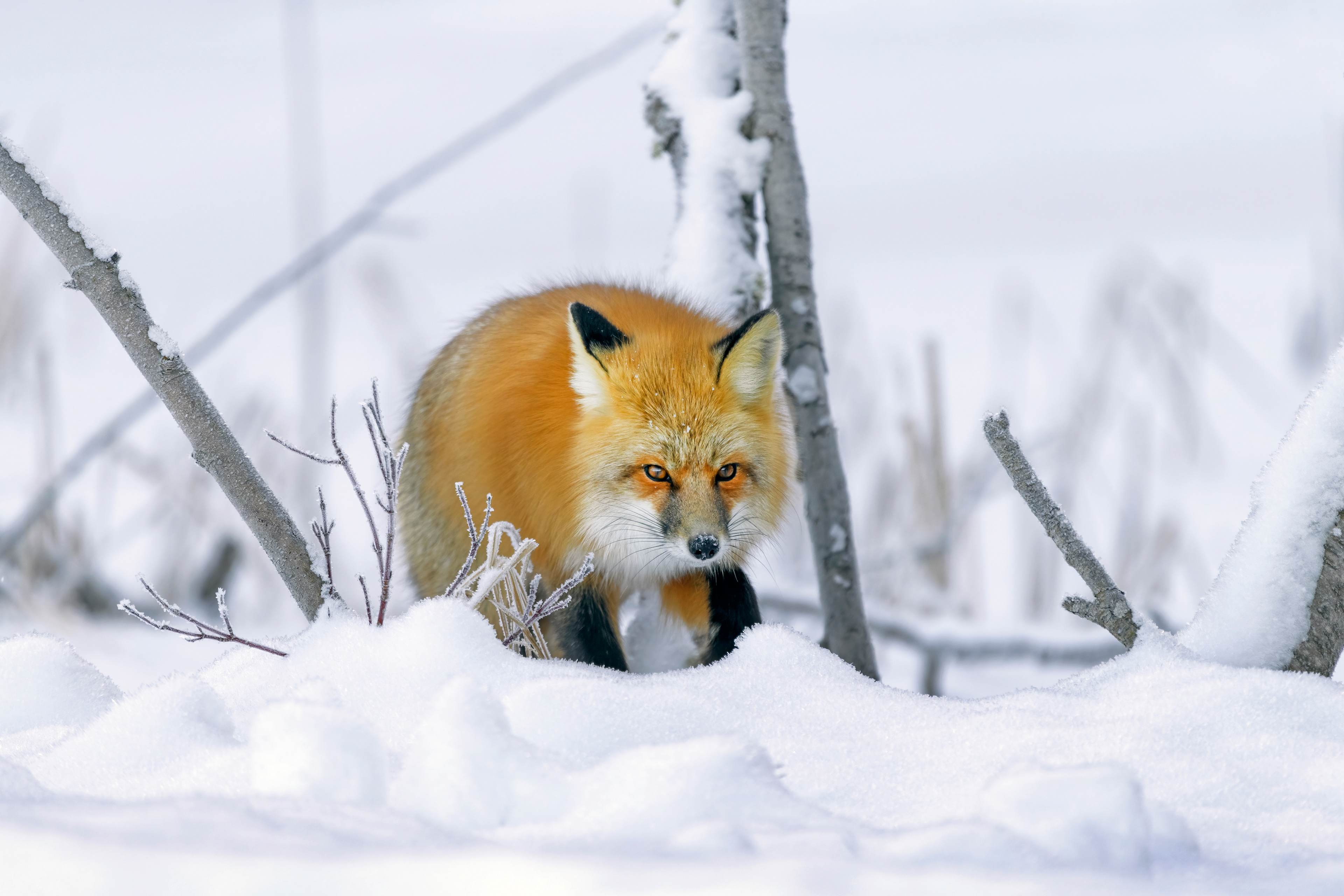 Red fox