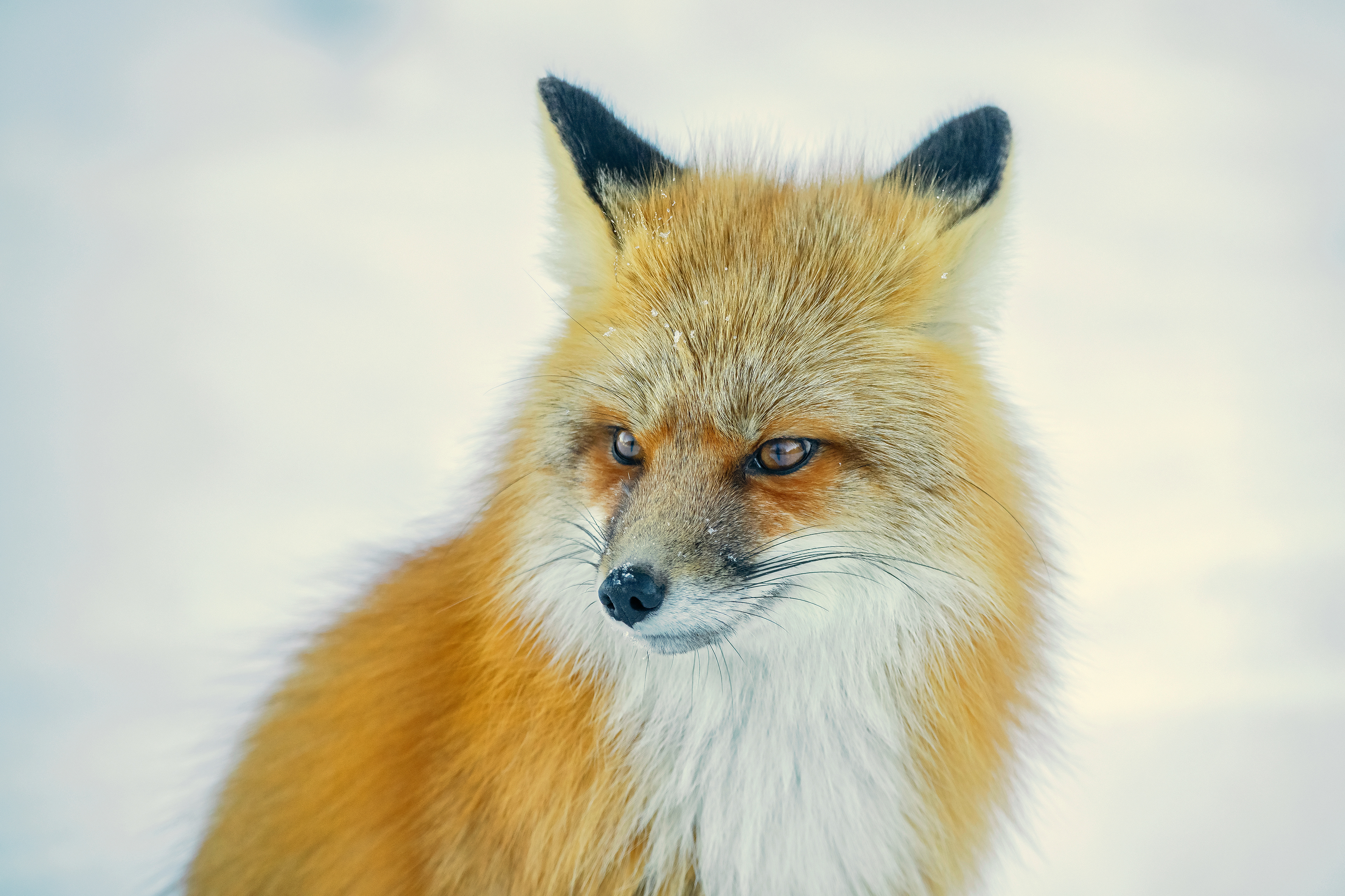 Red fox